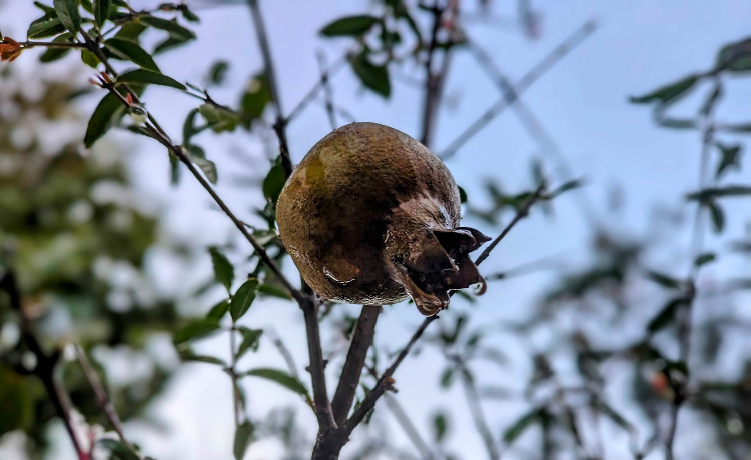 A close-up of a brown pomegranate fruit with patches of blue sky and twigs from the shrub out of focus behind it.