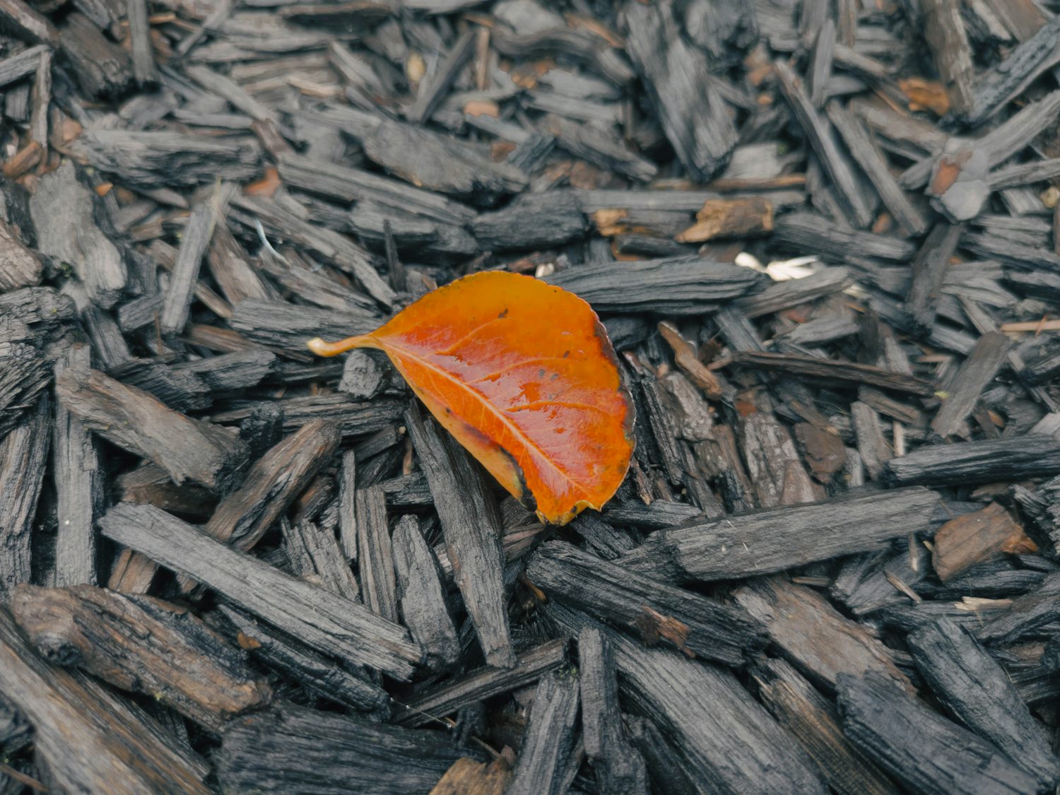 A bright, slightly curled red/orange leaf sitting in the middle of some dark brown woodchips.