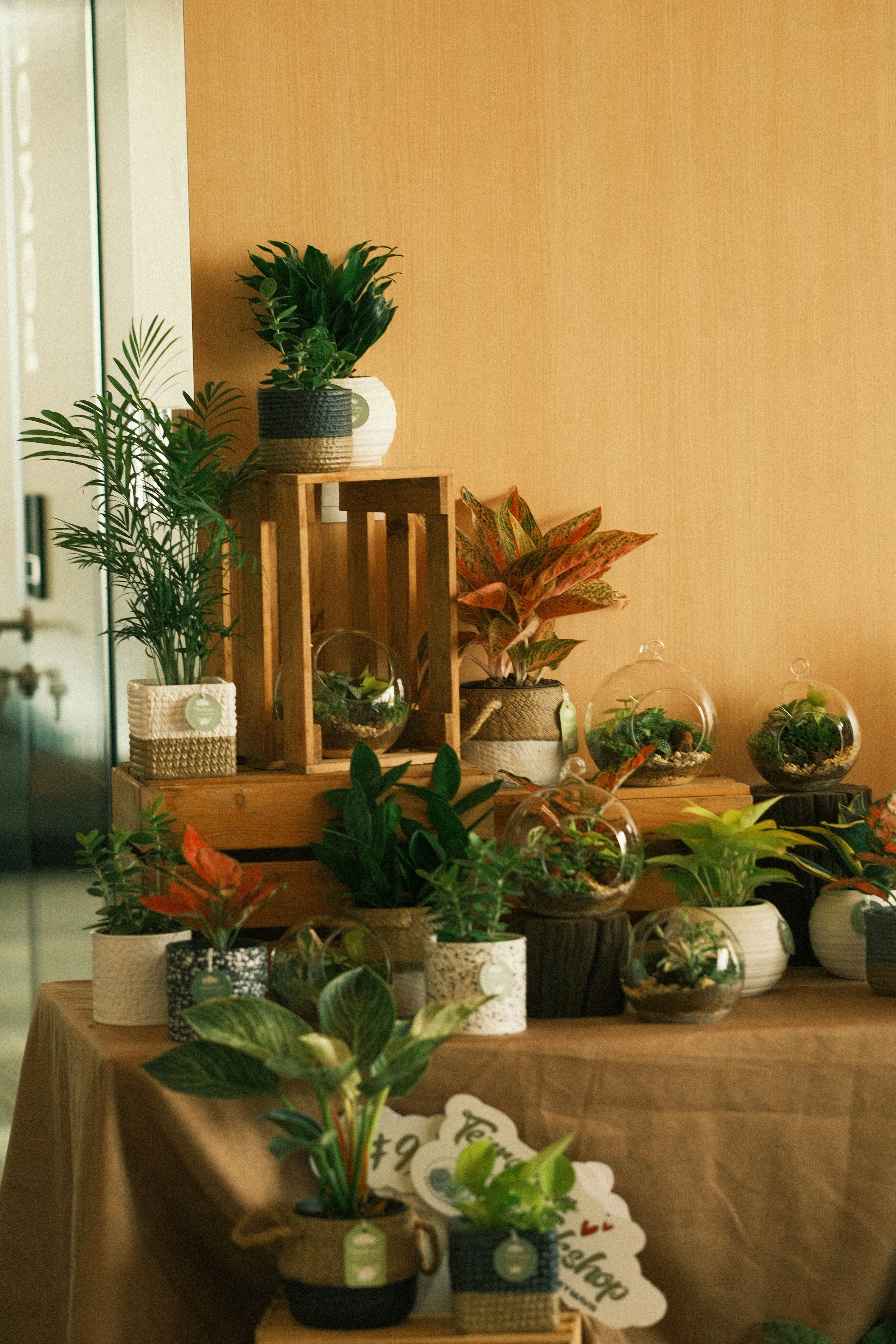 A table topped with lots of potted plants photo – Free Flower Image on ...