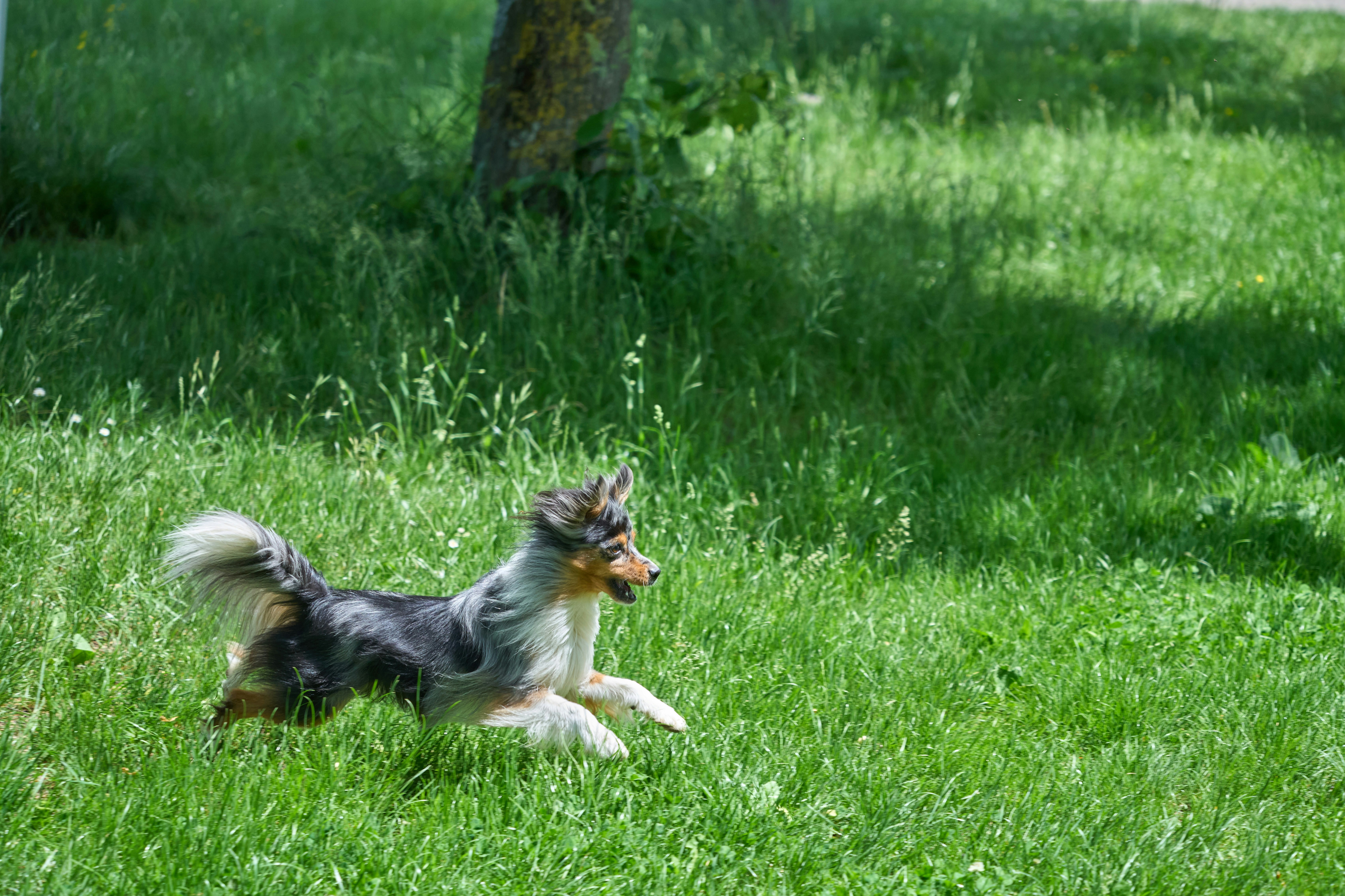 Dog navigating an agility course in the backyard