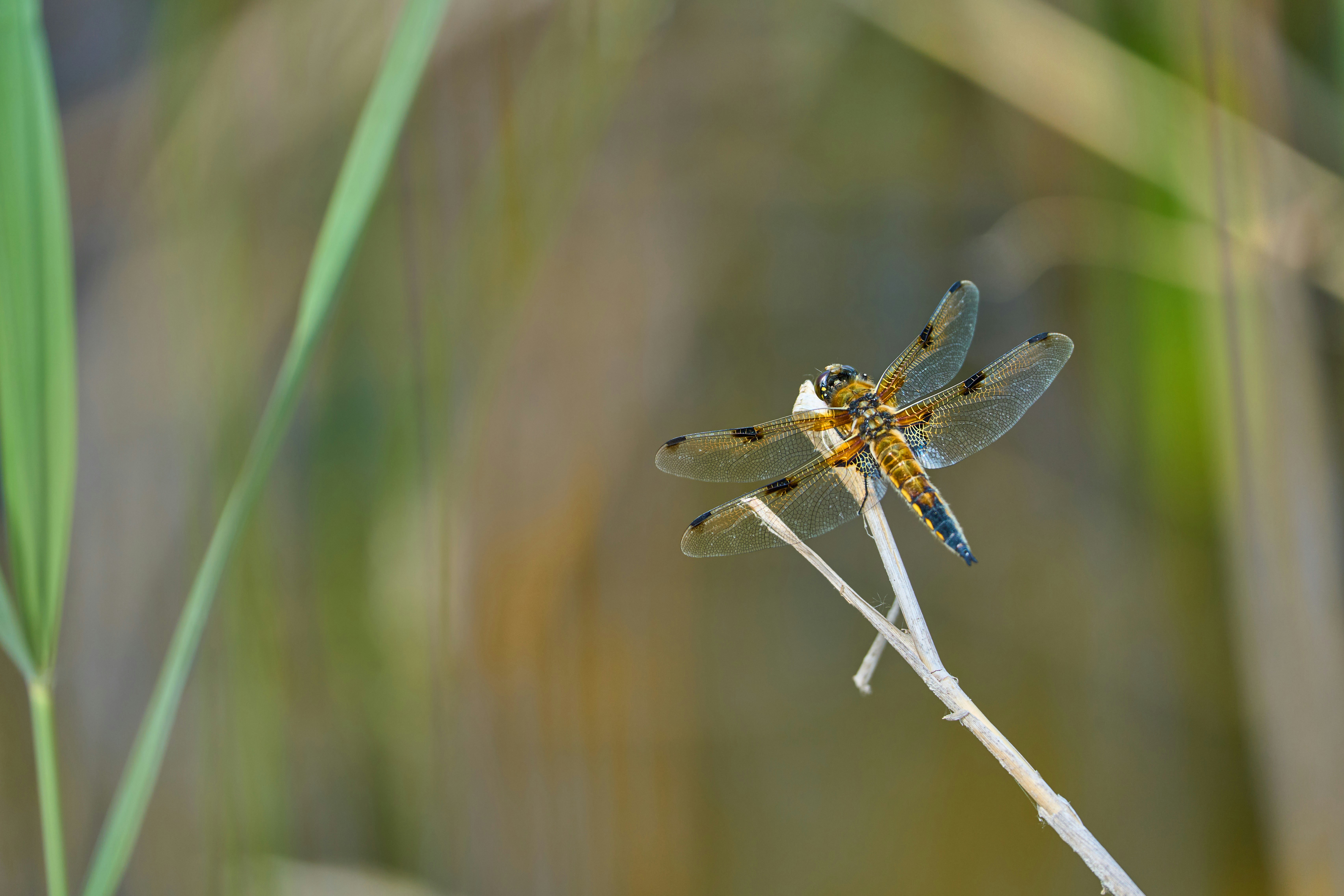 Photo by wolfgang_hasselmann