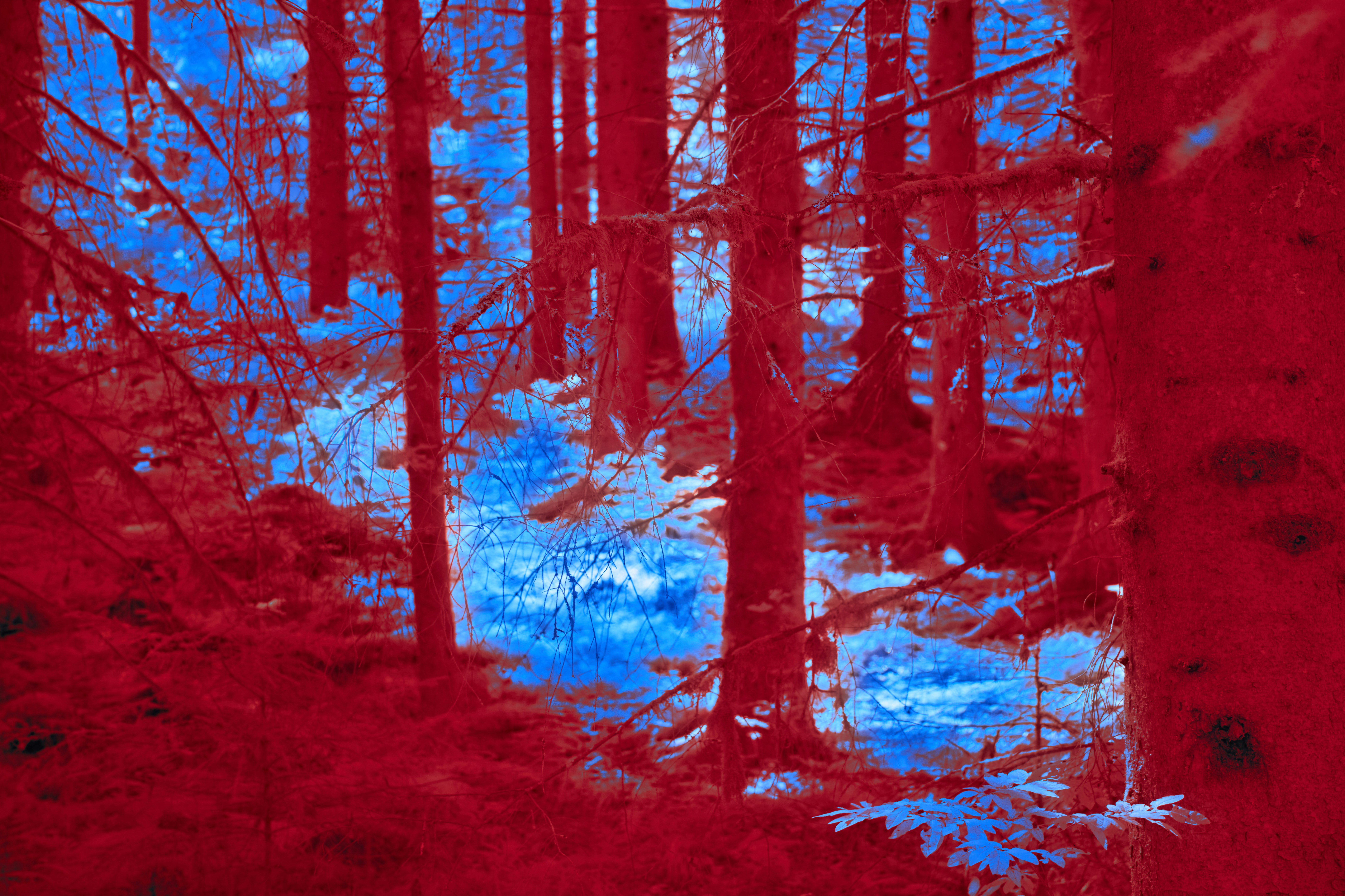 Photo by wolfgang_hasselmann