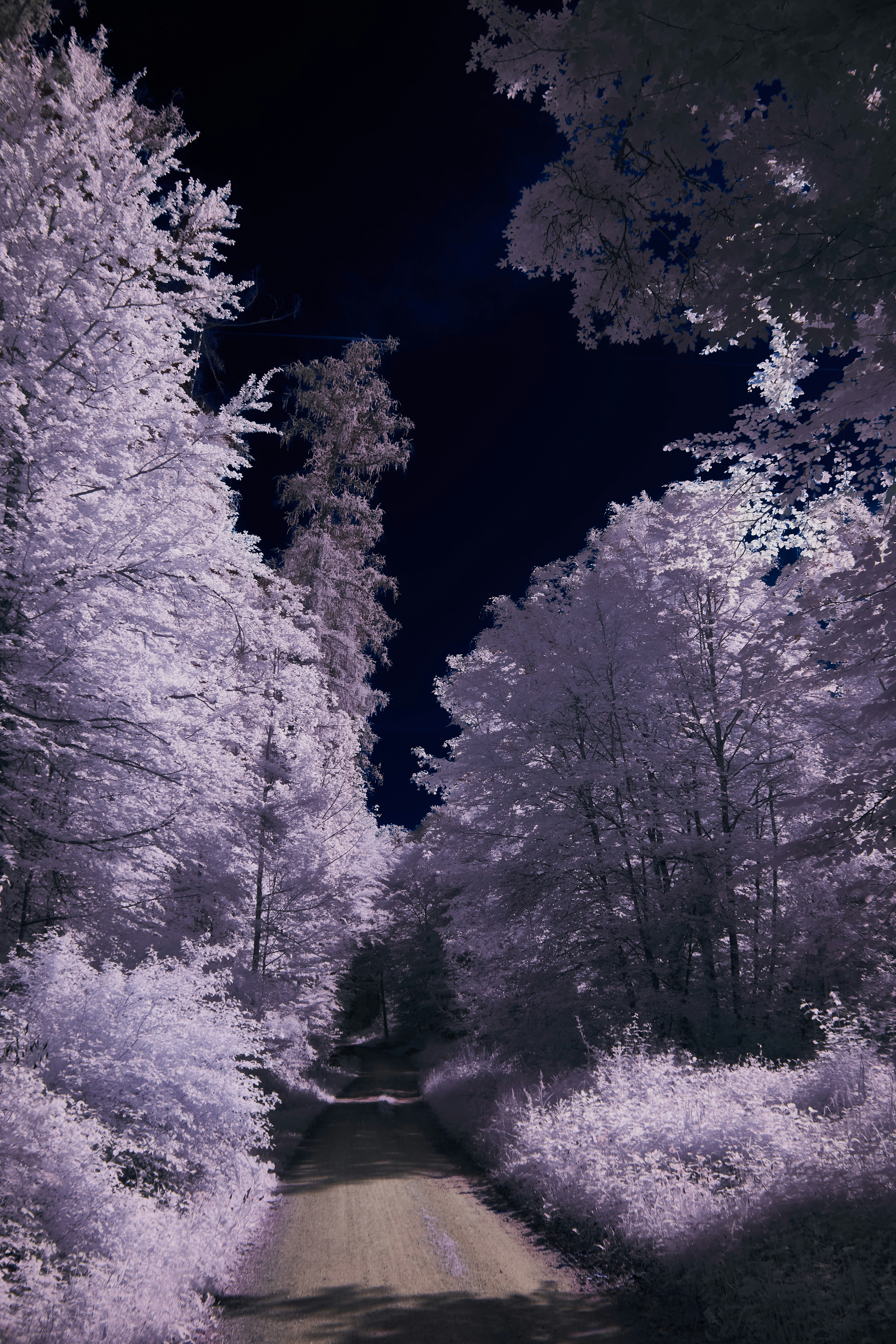 Photo by wolfgang_hasselmann