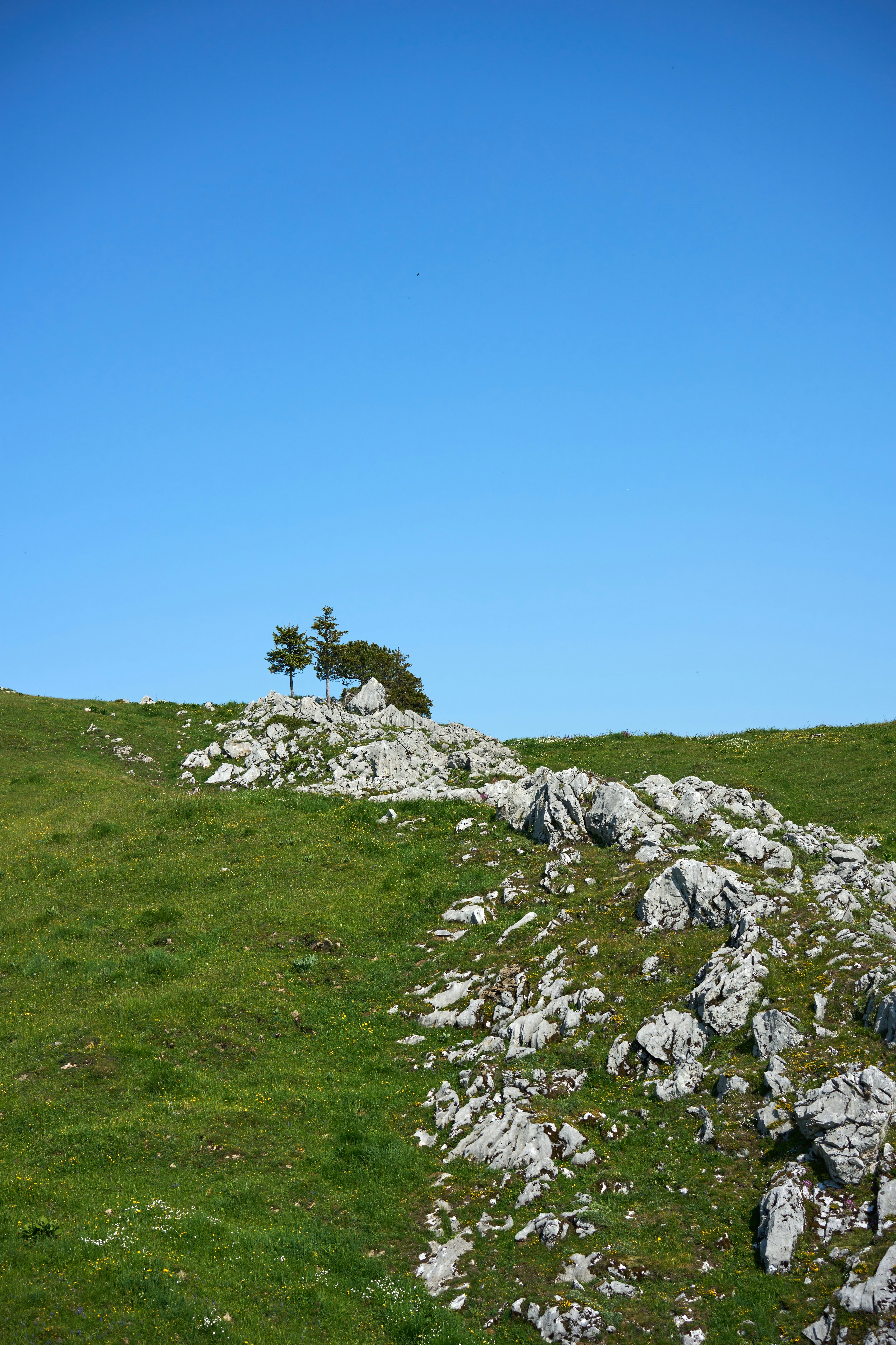 Photo by wolfgang_hasselmann