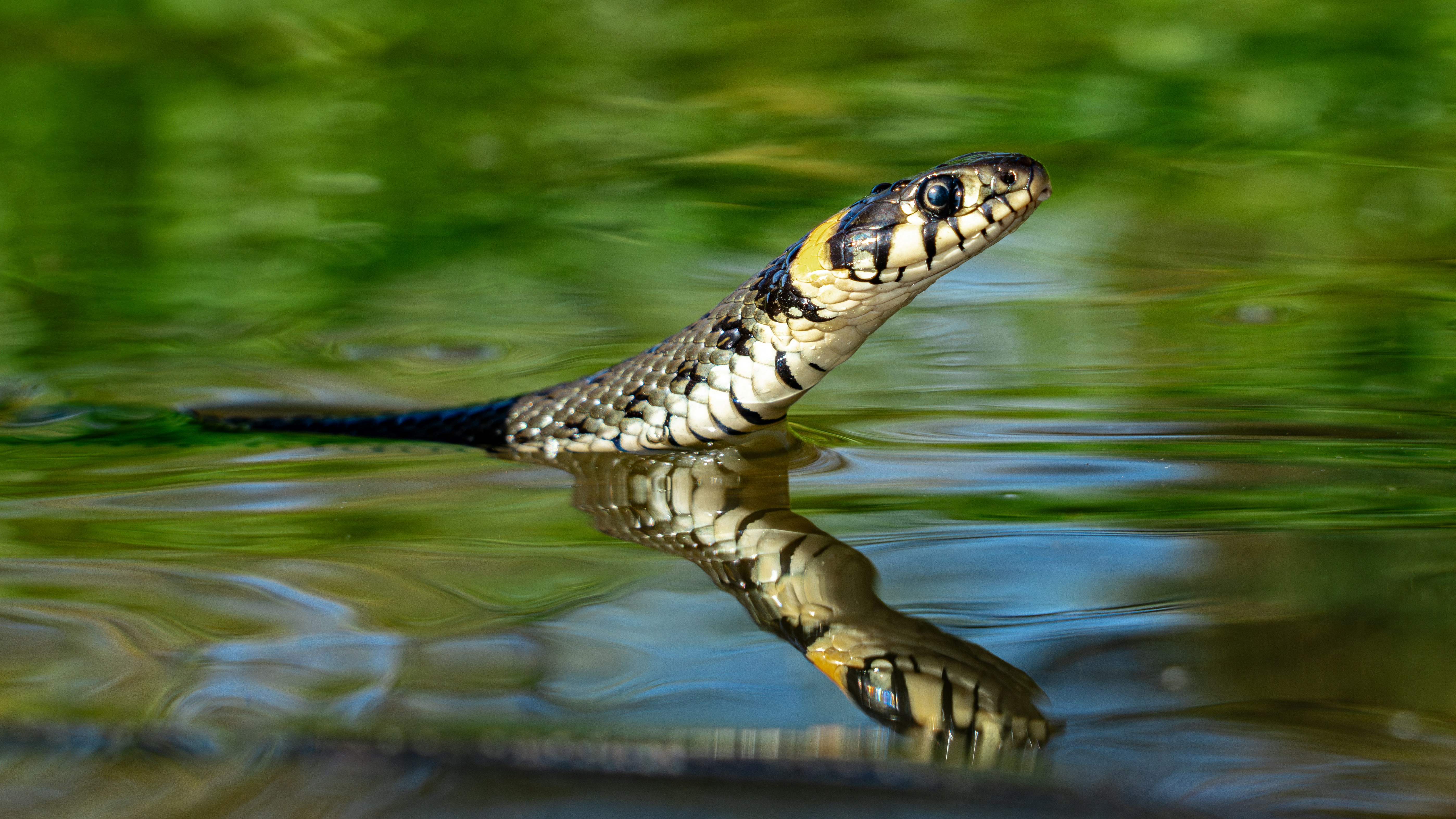 False Water Cobra: The Understated Wonder (image credits: unsplash)
