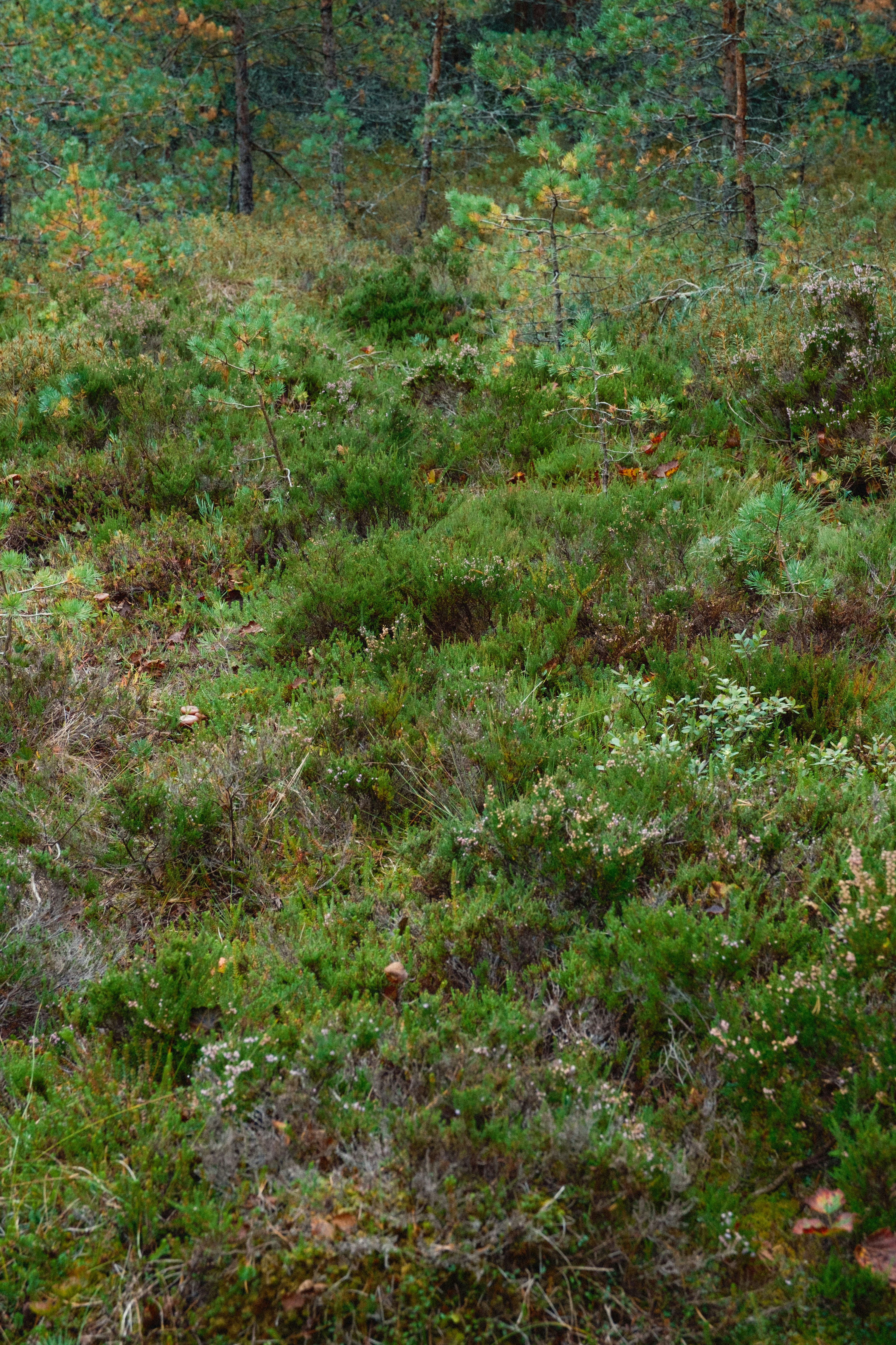 Photo by genet_schneider