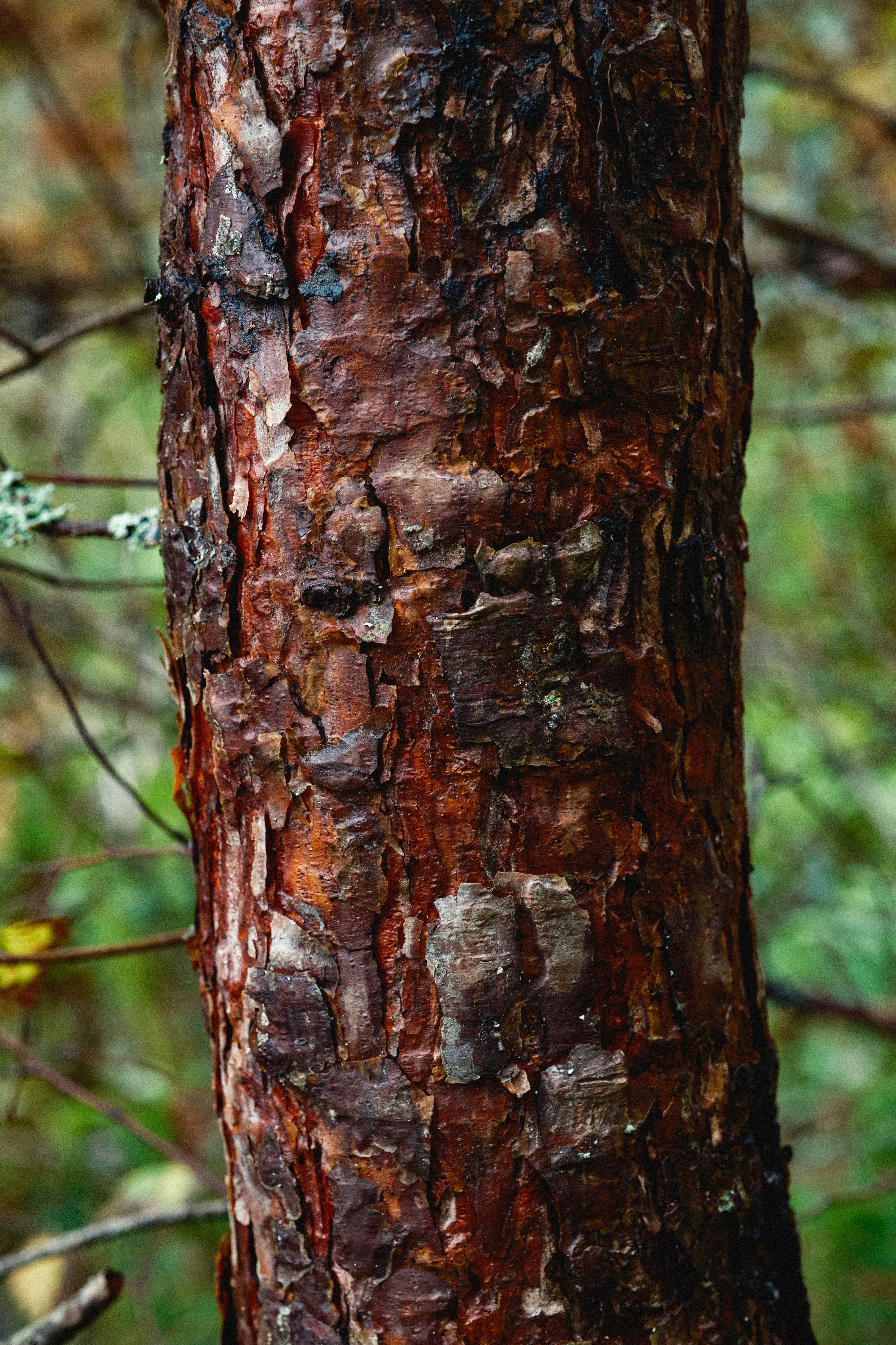 Photo by genet_schneider