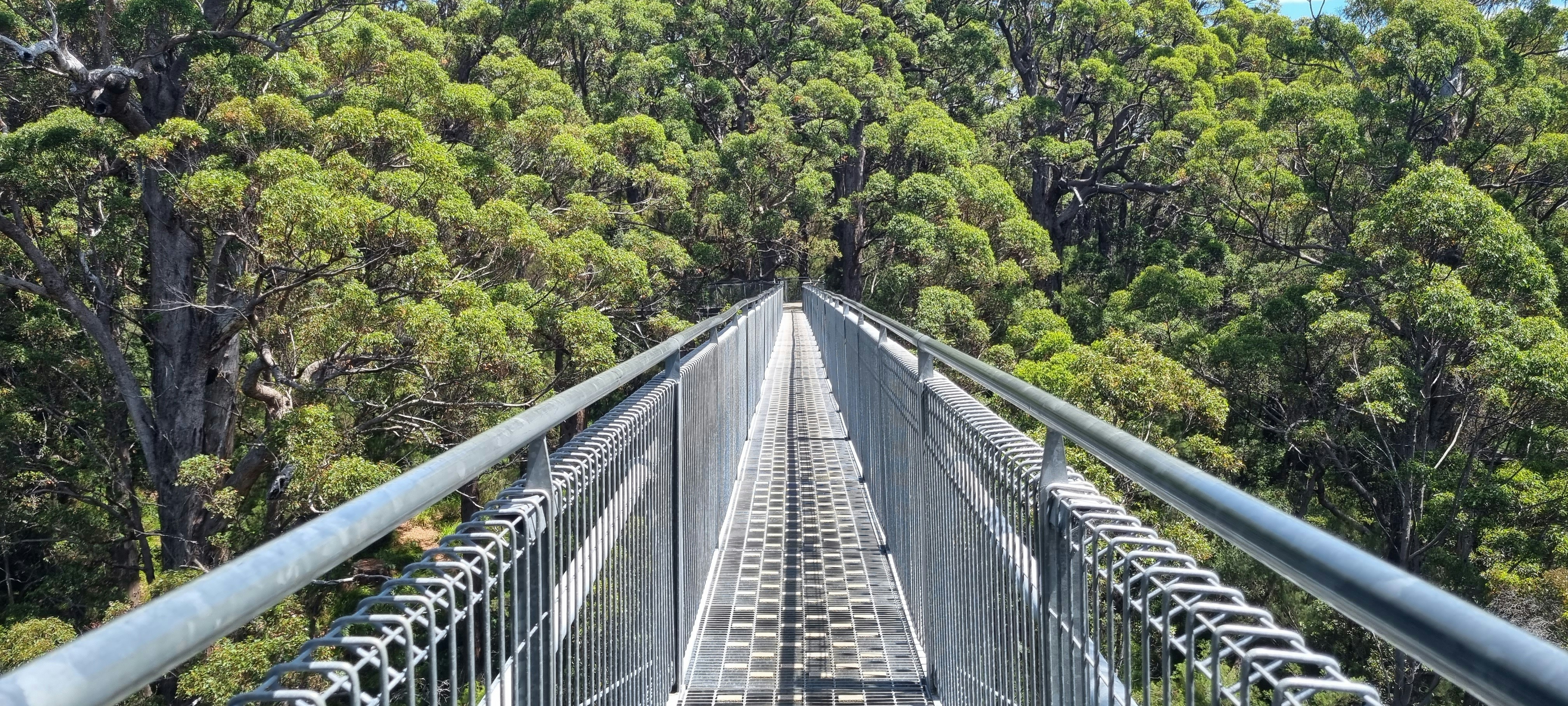 A view of a bridge in the middle of a forest