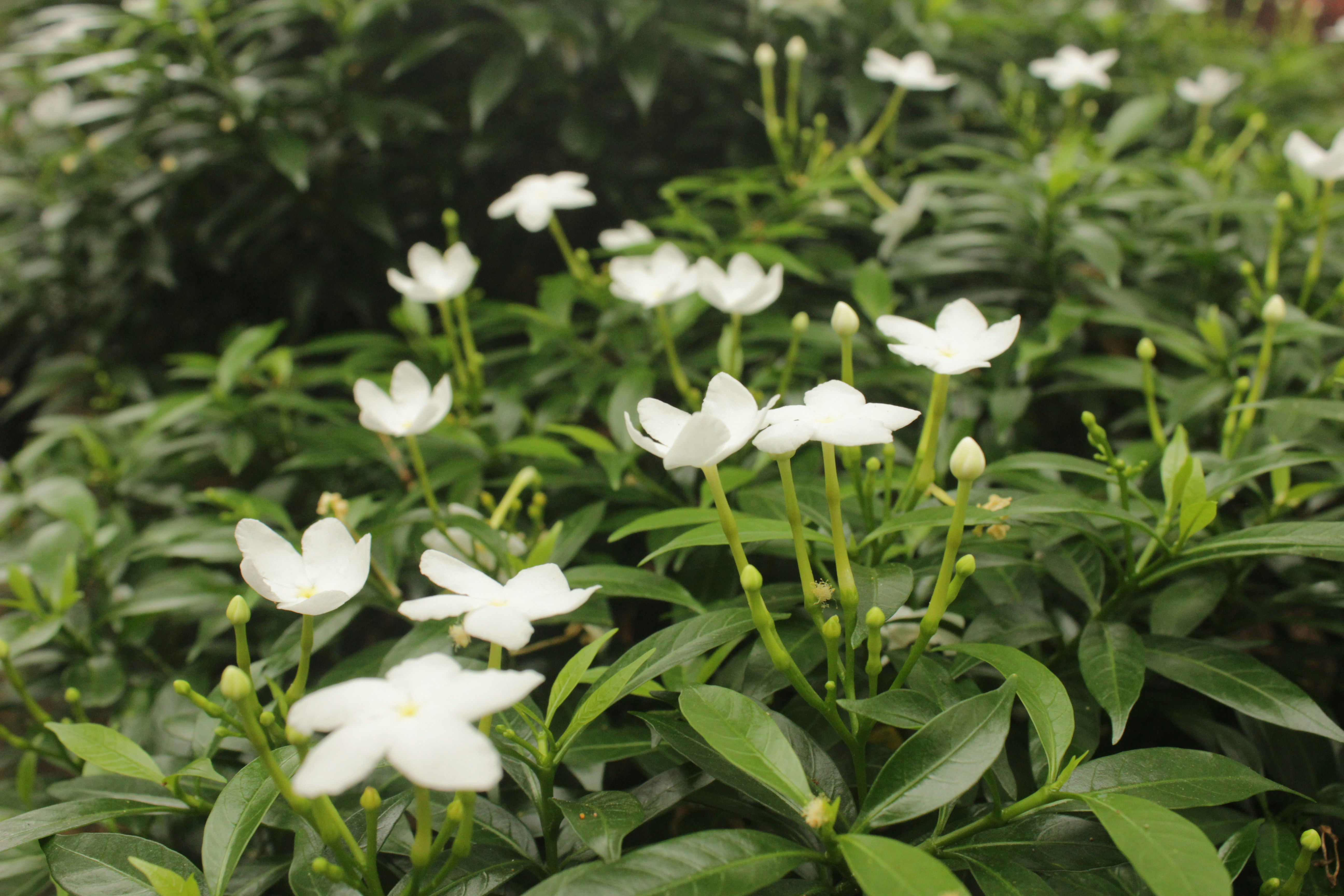A bunch of white flowers growing in a garden