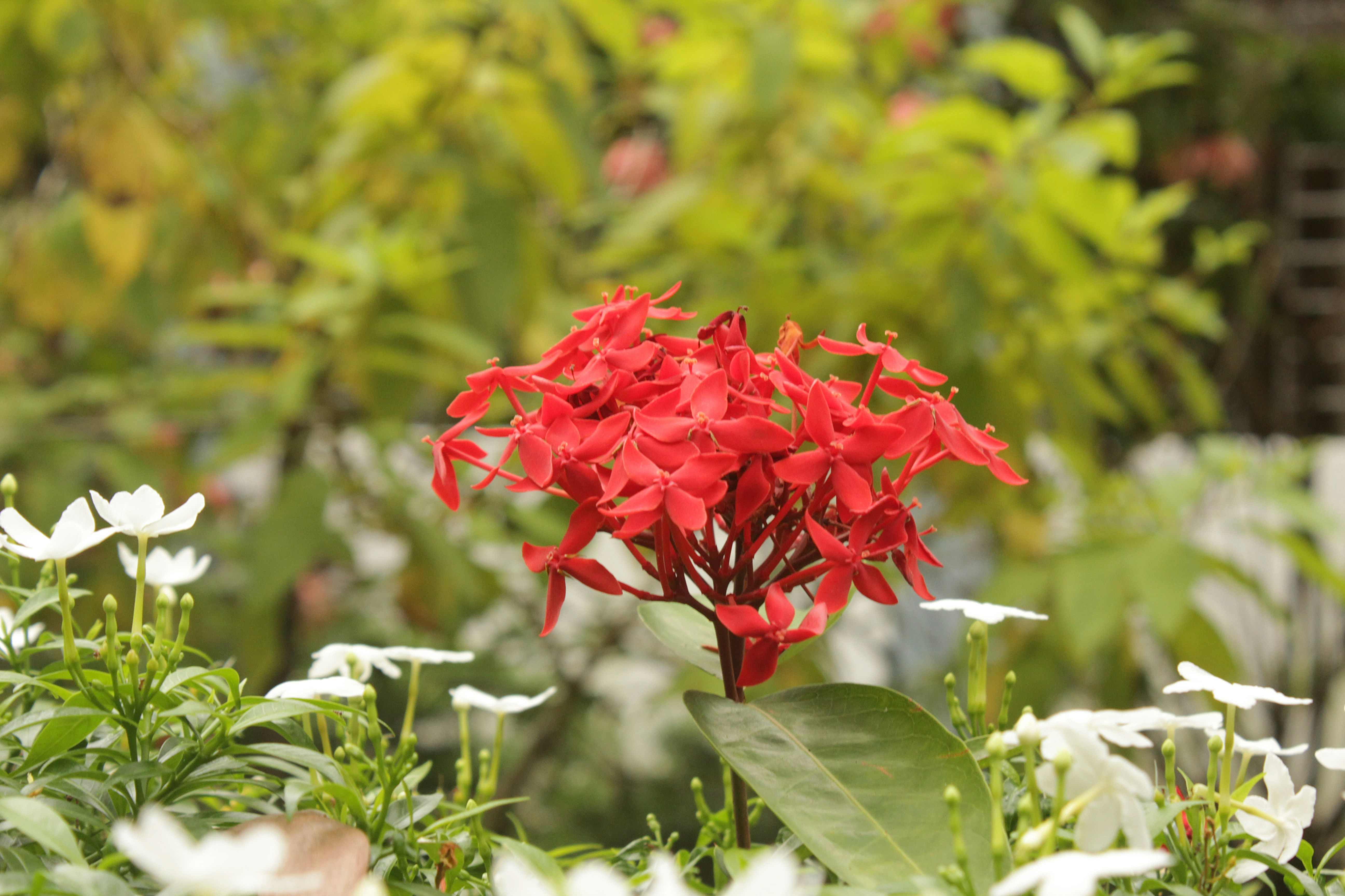 A red and white flower in a garden