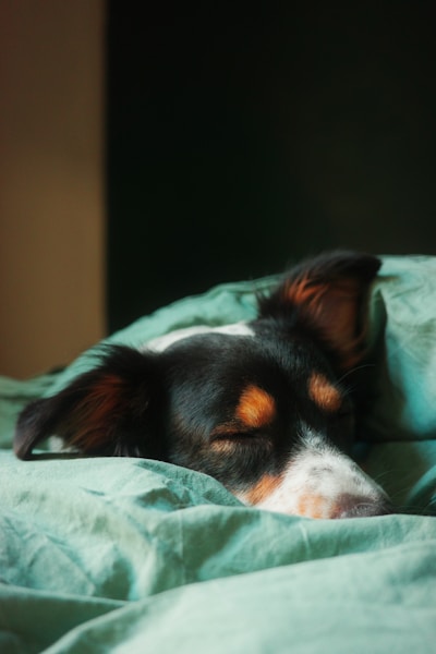Do Dogs Dream? What Your Dog Might Be Dreaming About