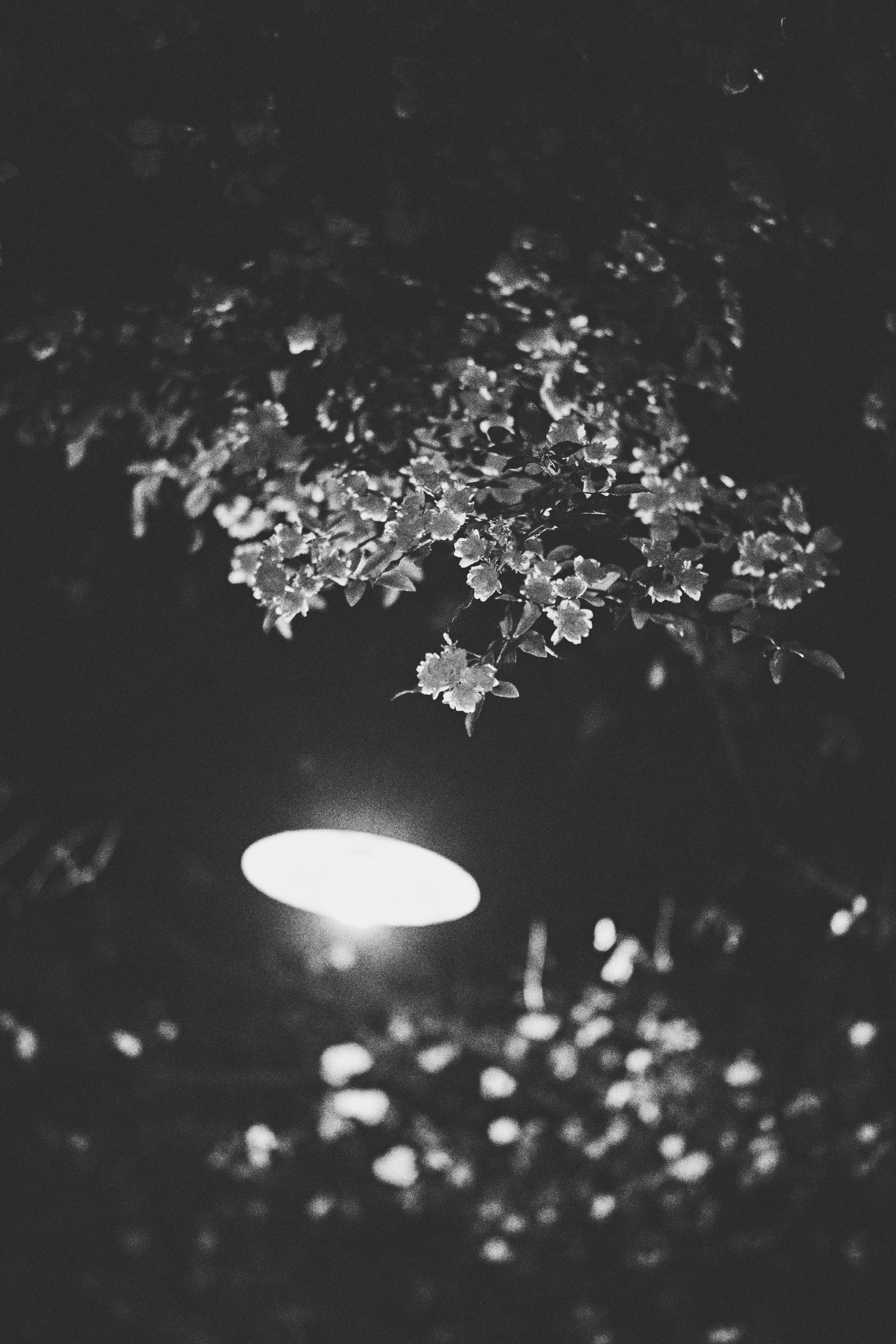 Photo by szie