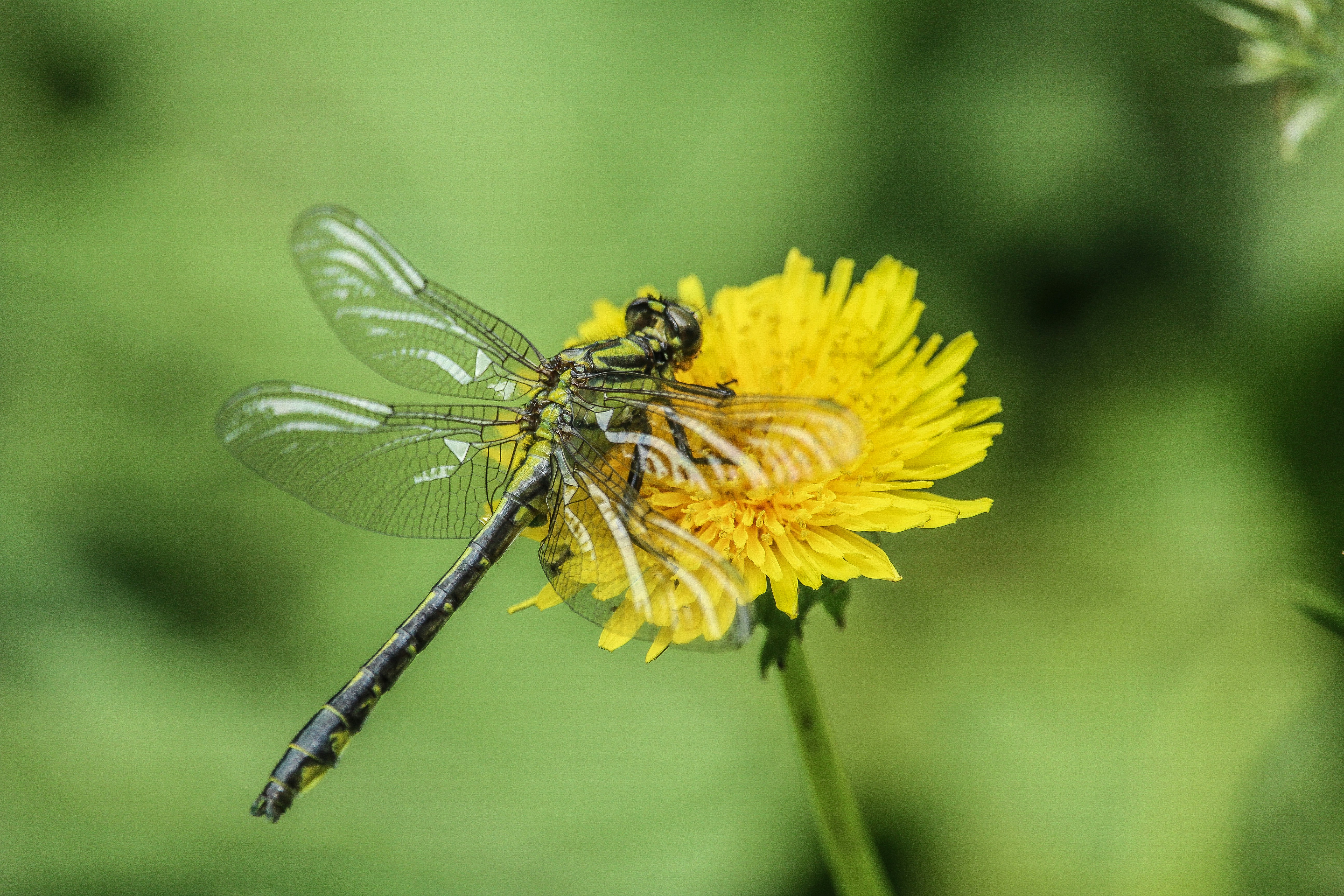 A dragon fly sitting on top of a yellow flower