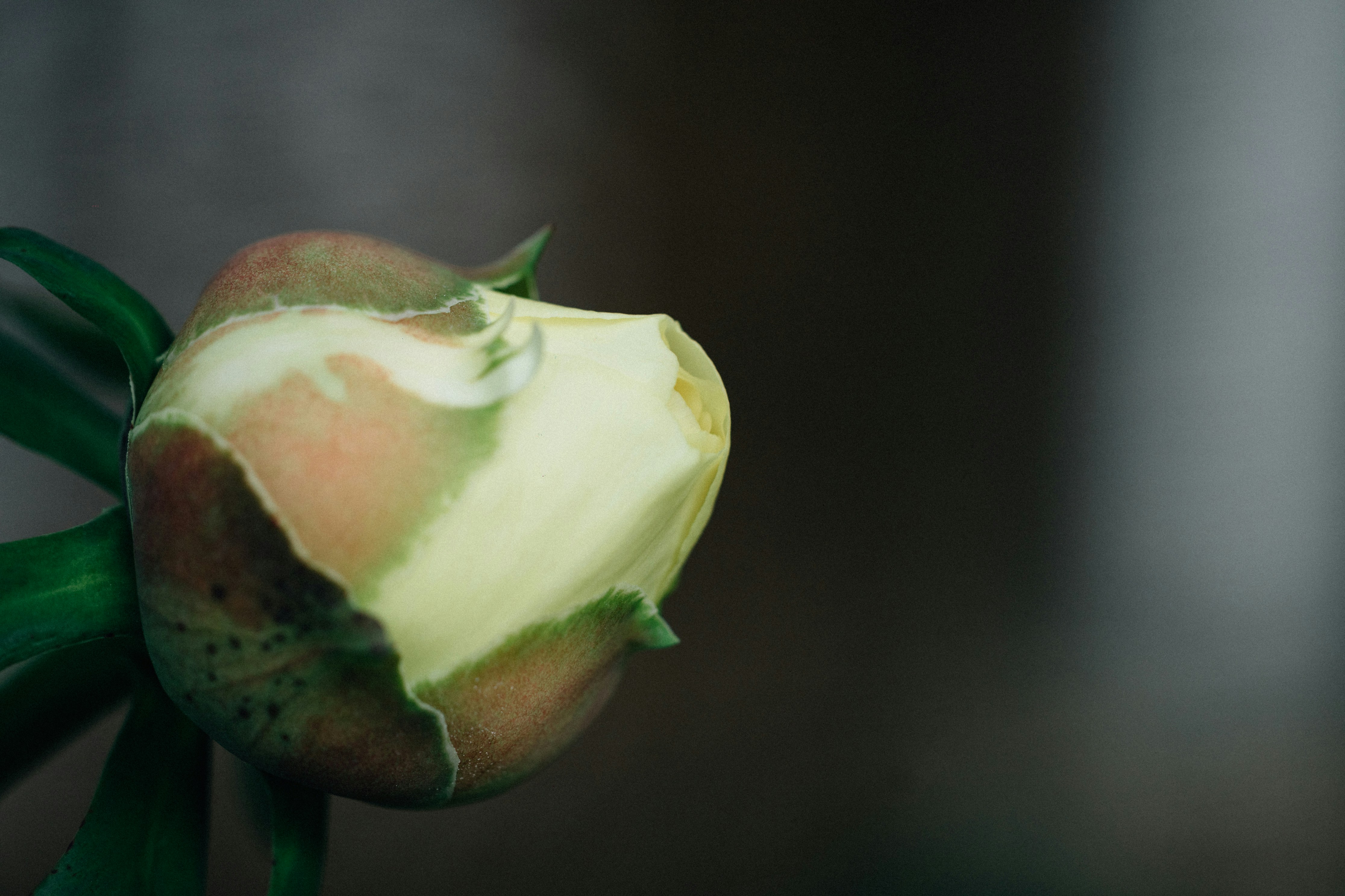 Photo by tsuyoshikozu