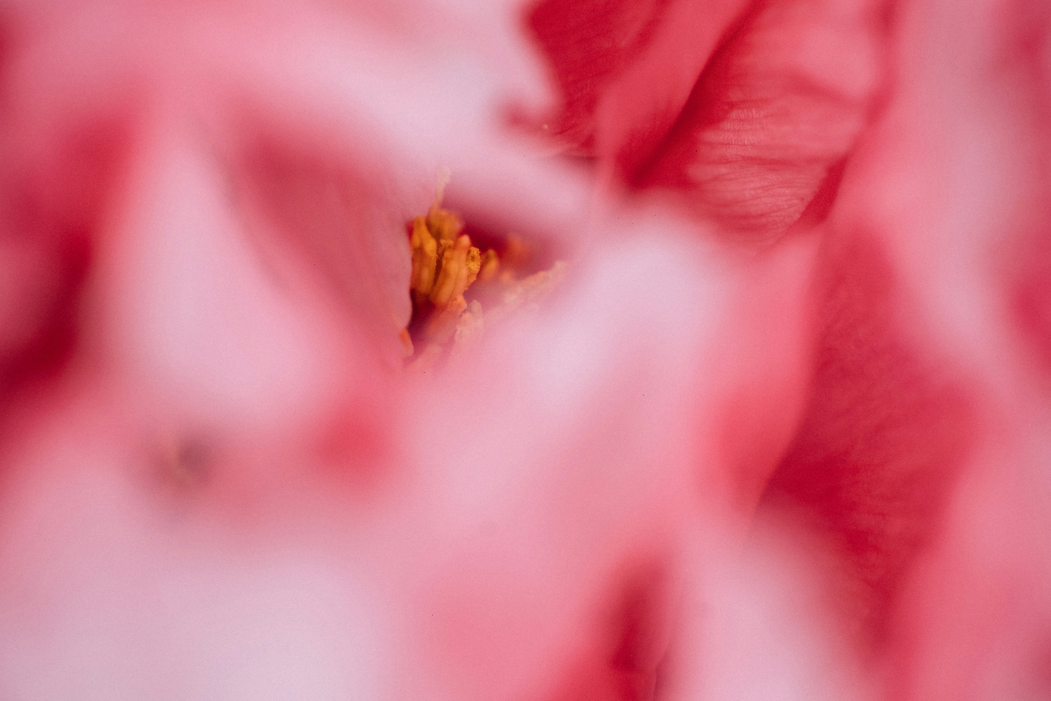 Photo by tsuyoshikozu