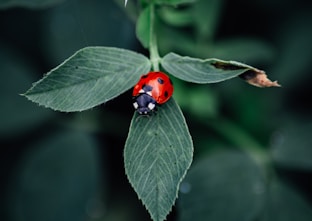 A ladybug sitting on top of a green leaf