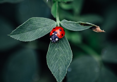 A ladybug sitting on top of a green leaf