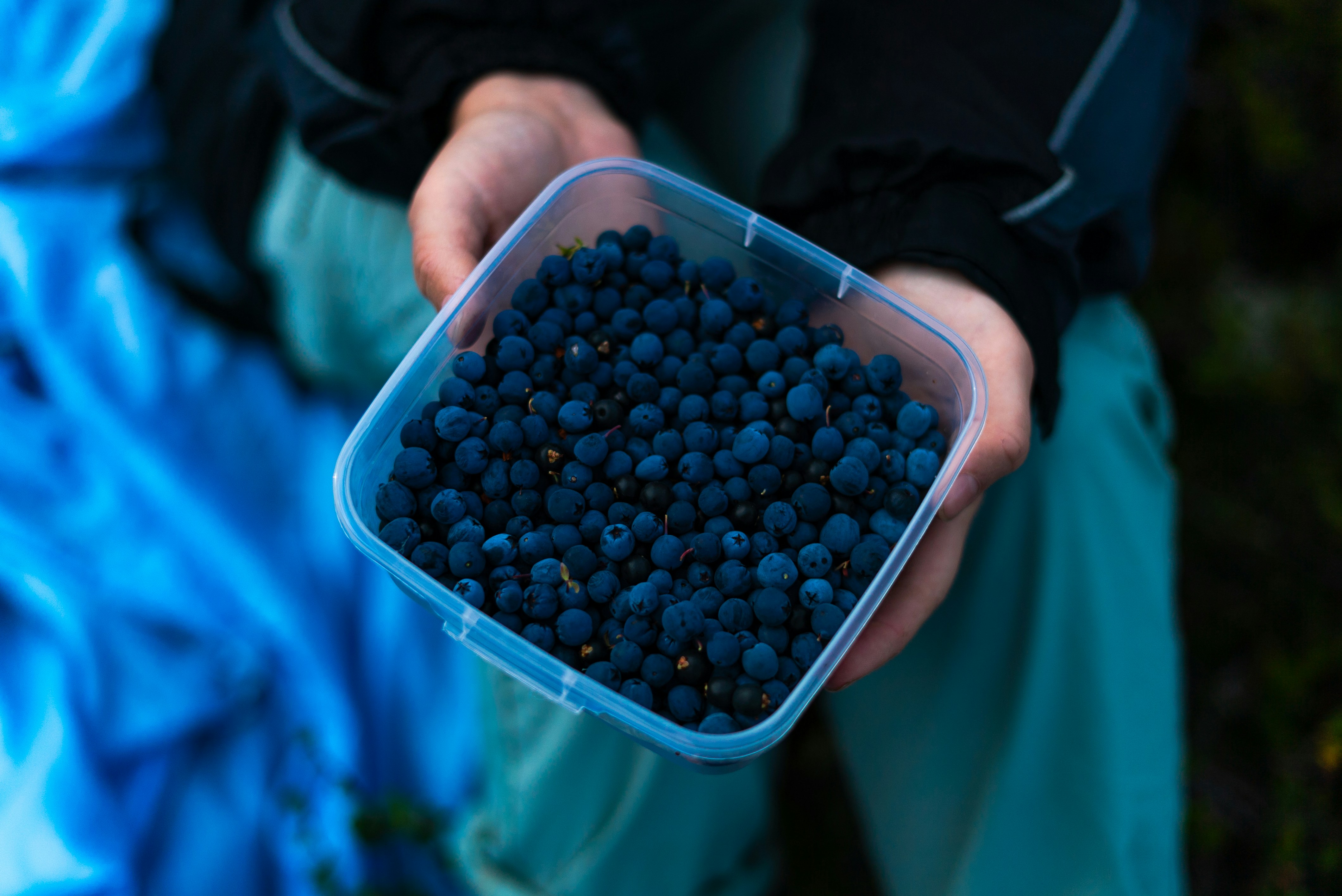 A person holding a container of blueberries in their hands