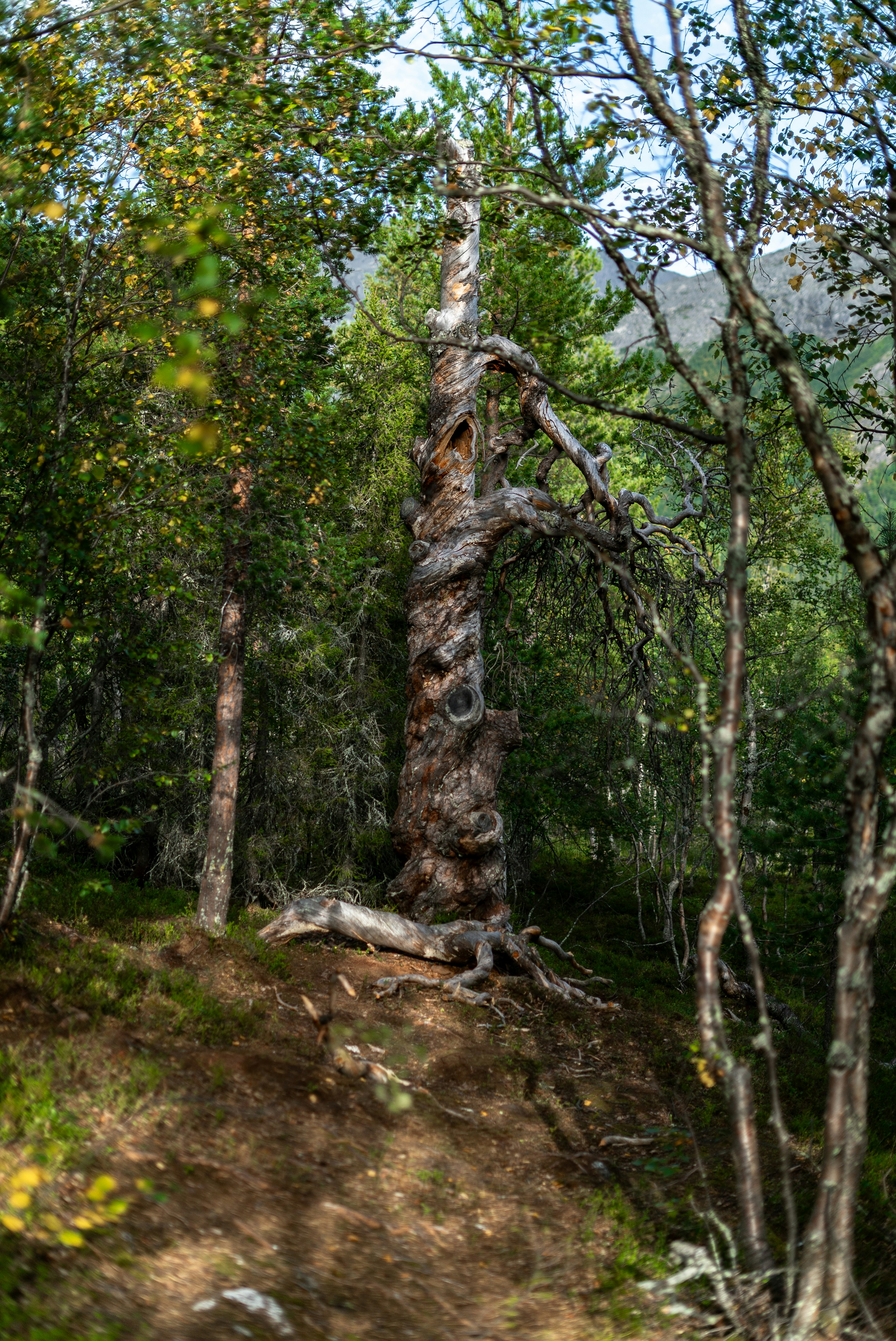 A dirt path in the middle of a forest