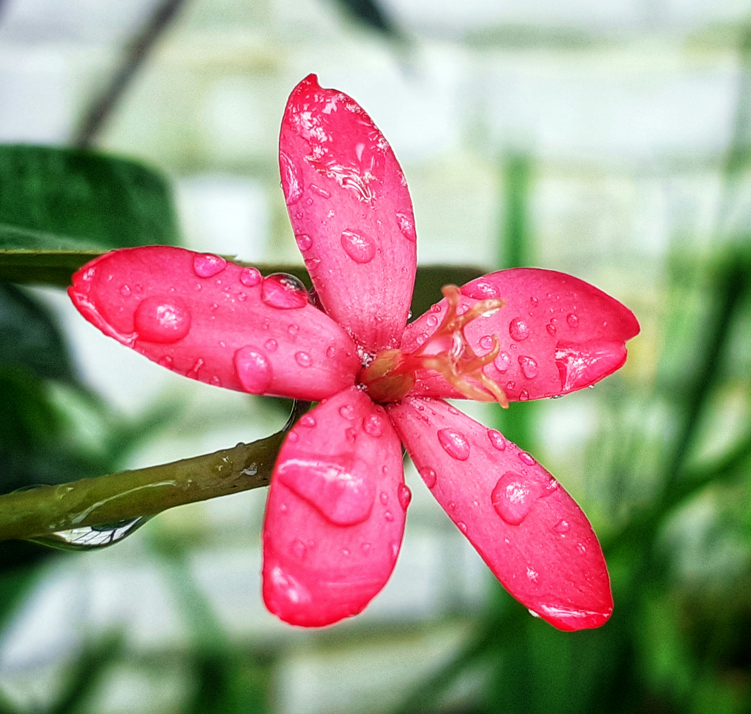 A pink flower with drops of water on it