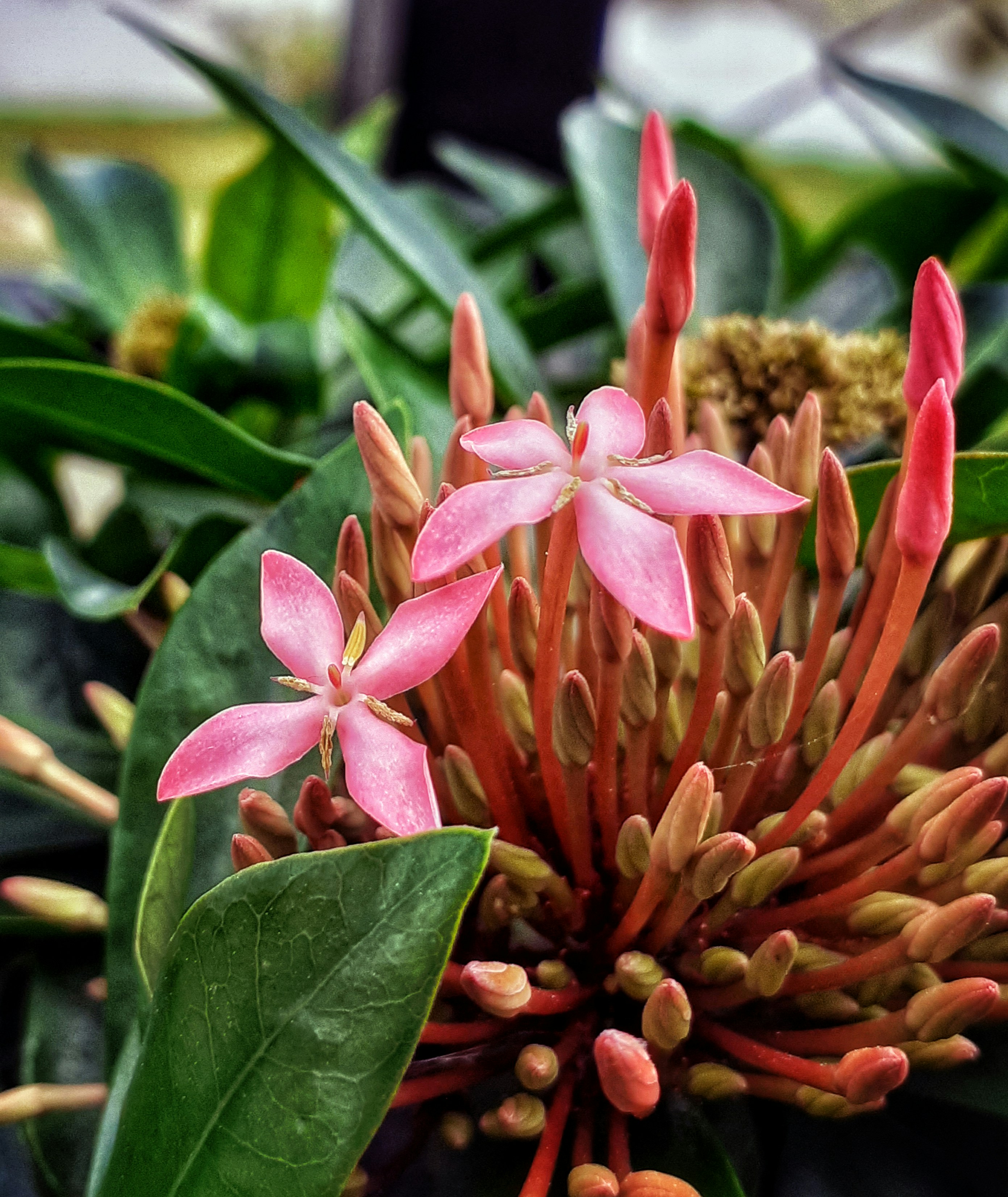 A close up of a flower on a plant