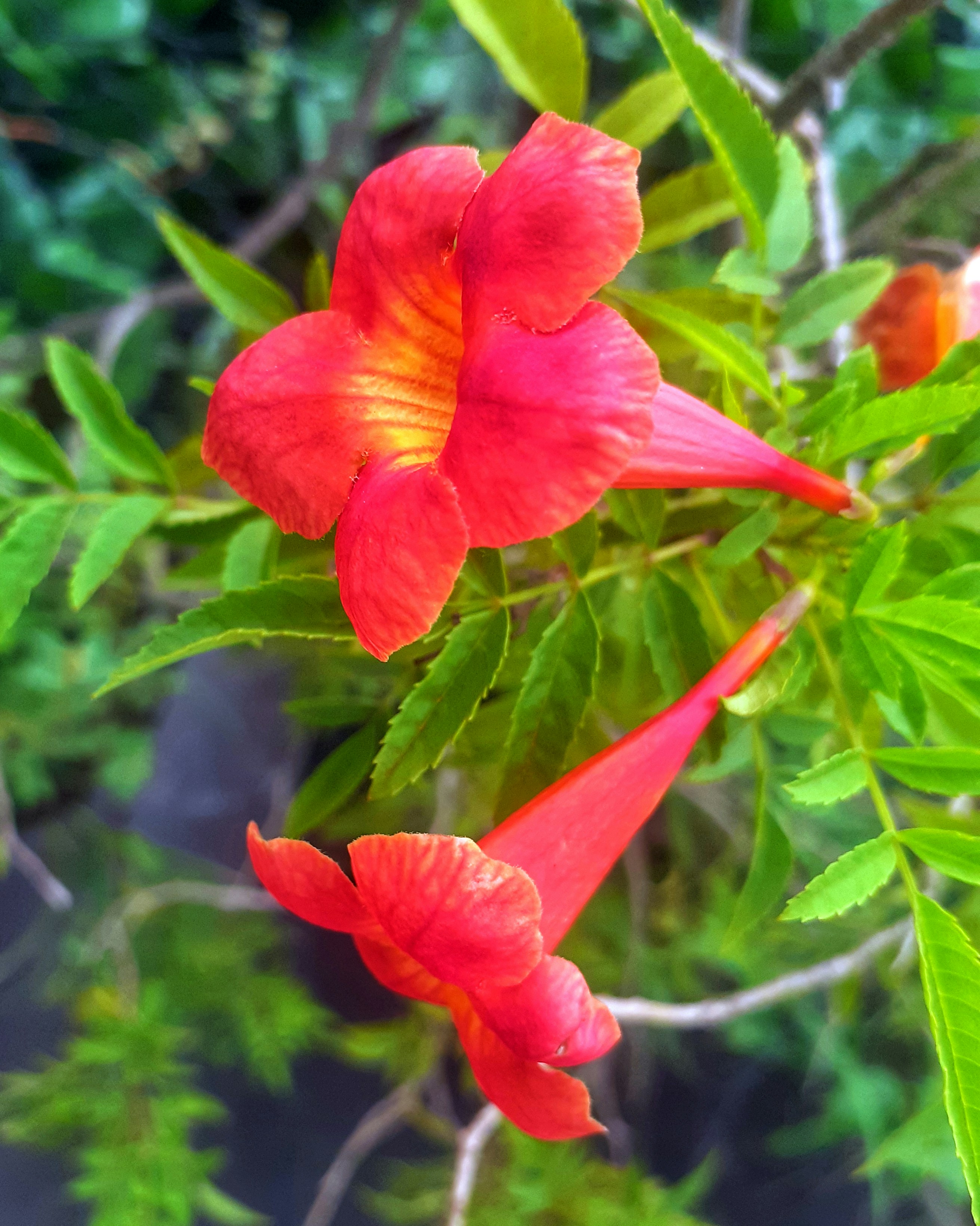 A close up of a red flower on a tree