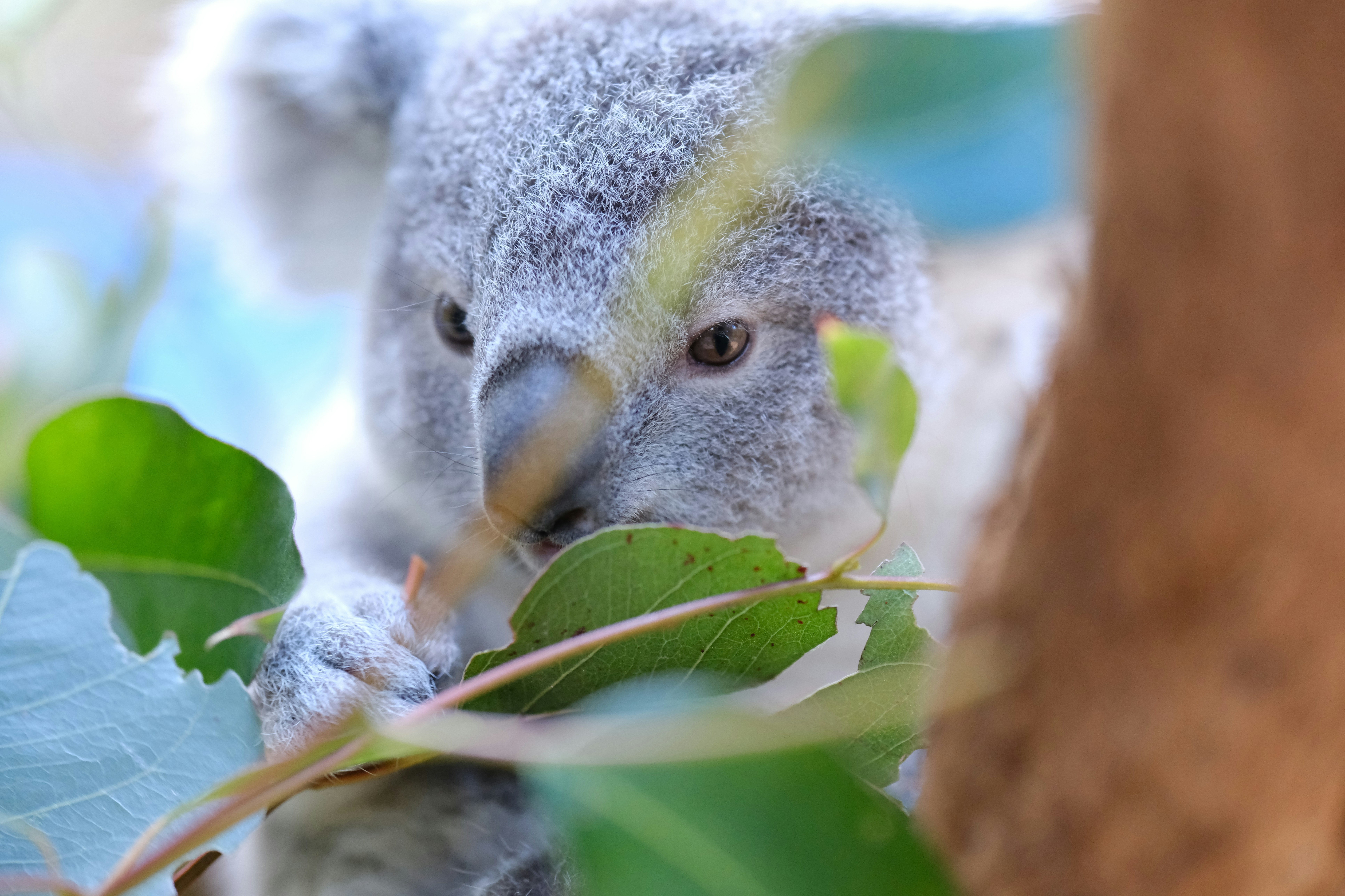 A koala bear sitting on a tree branch