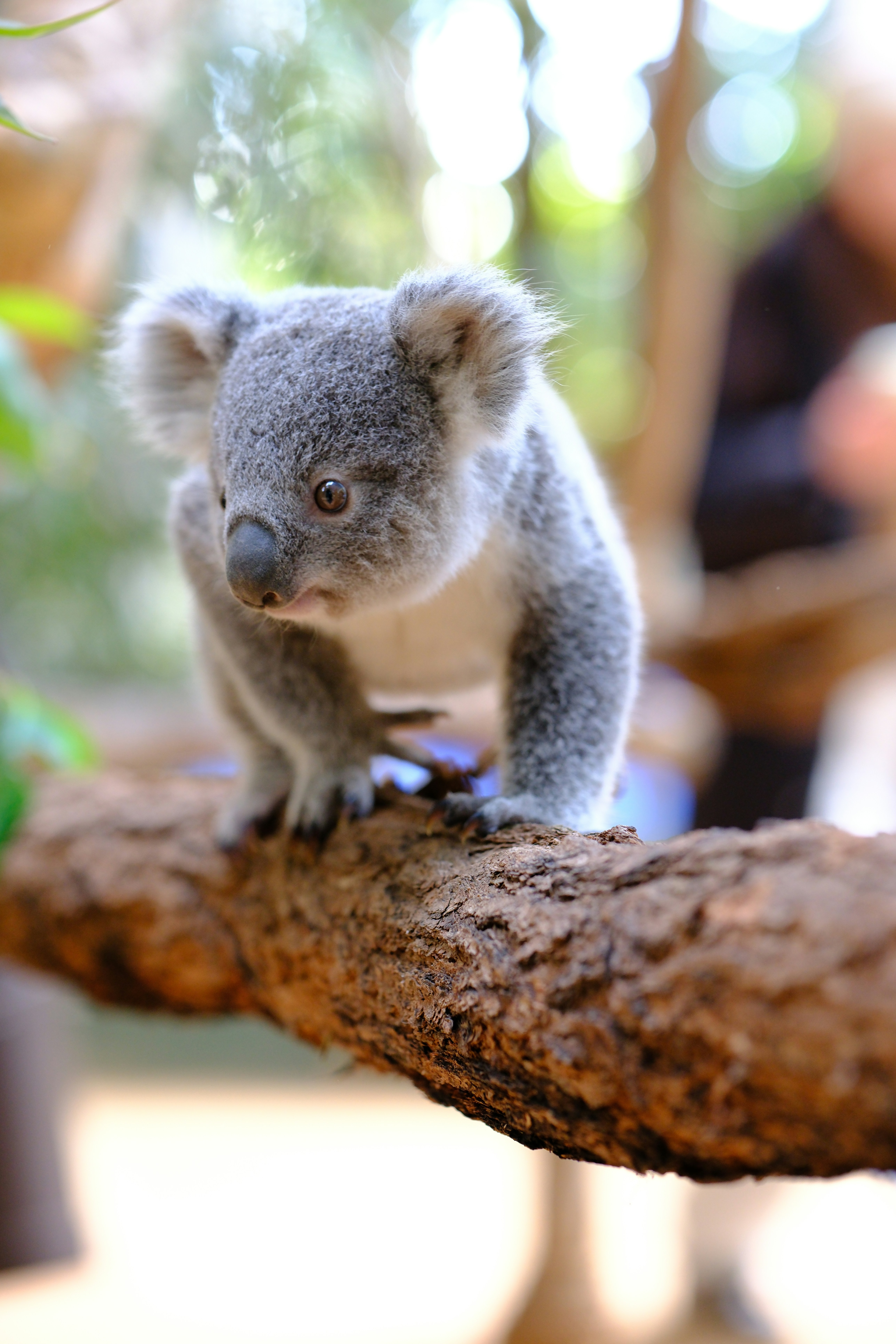A small koala sitting on top of a tree branch