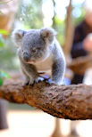 A small koala sitting on top of a tree branch