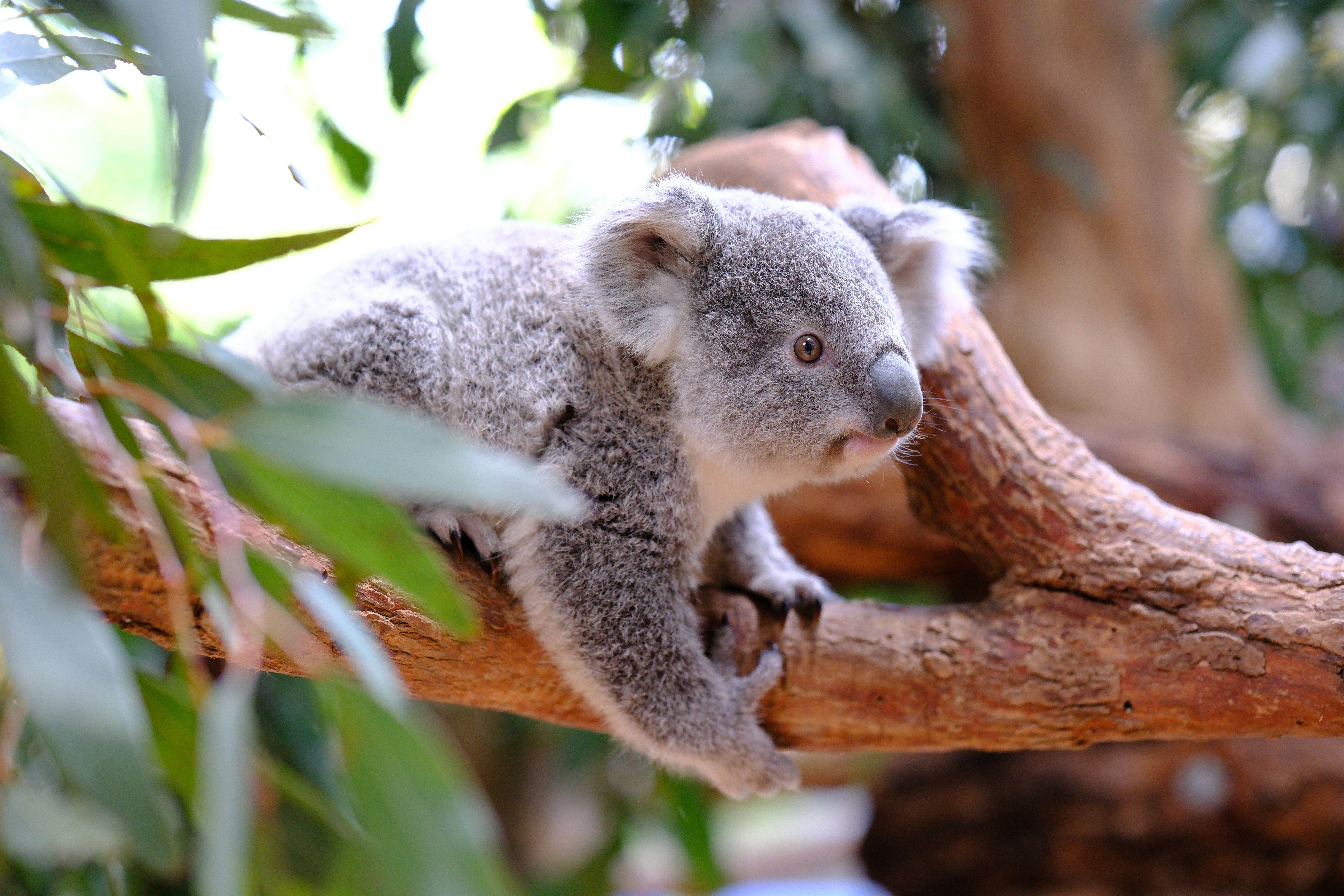 A koala bear sitting on a tree branch, 