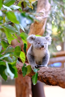 A small koala sitting on a tree branch
