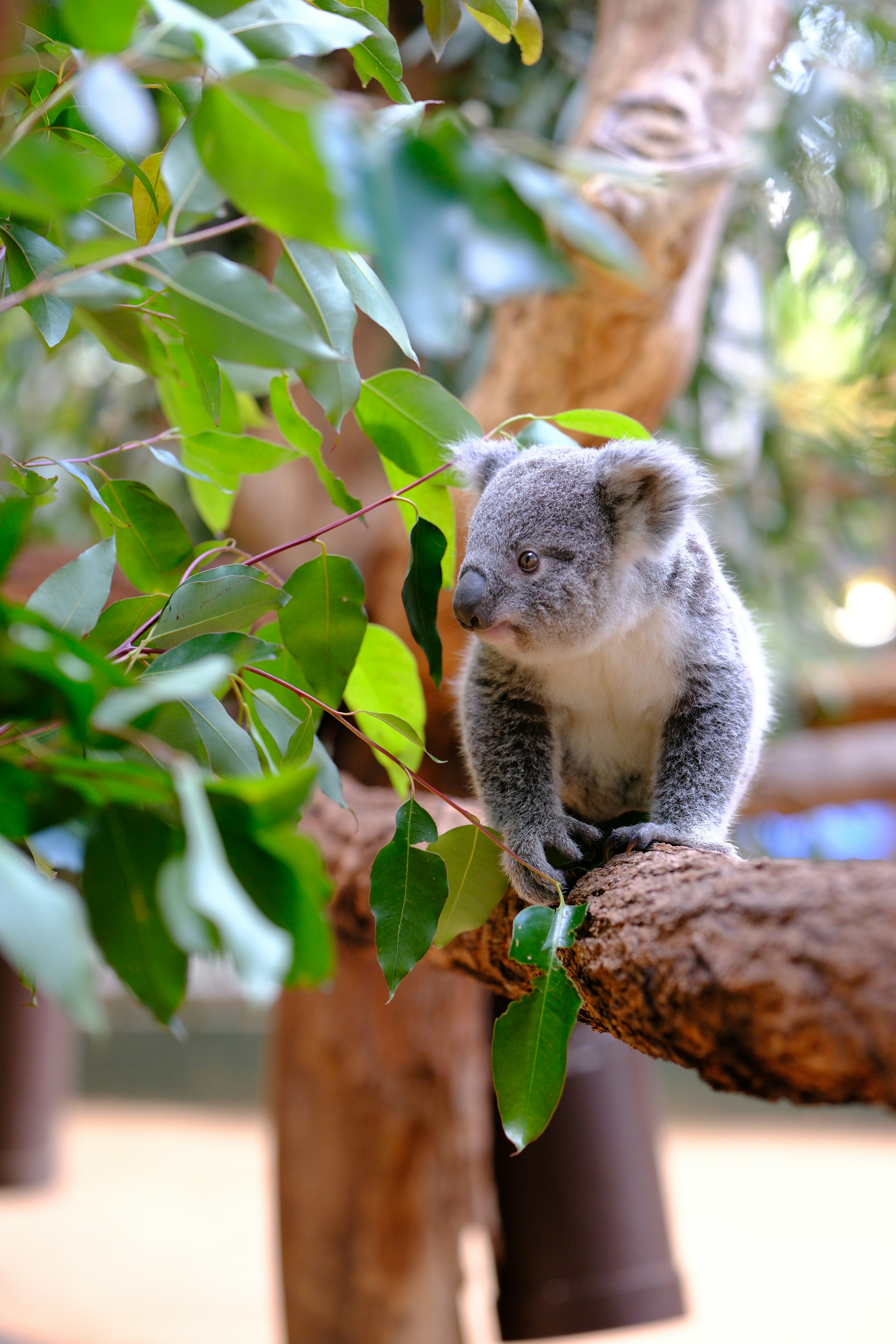 A koala sitting on a branch of a tree