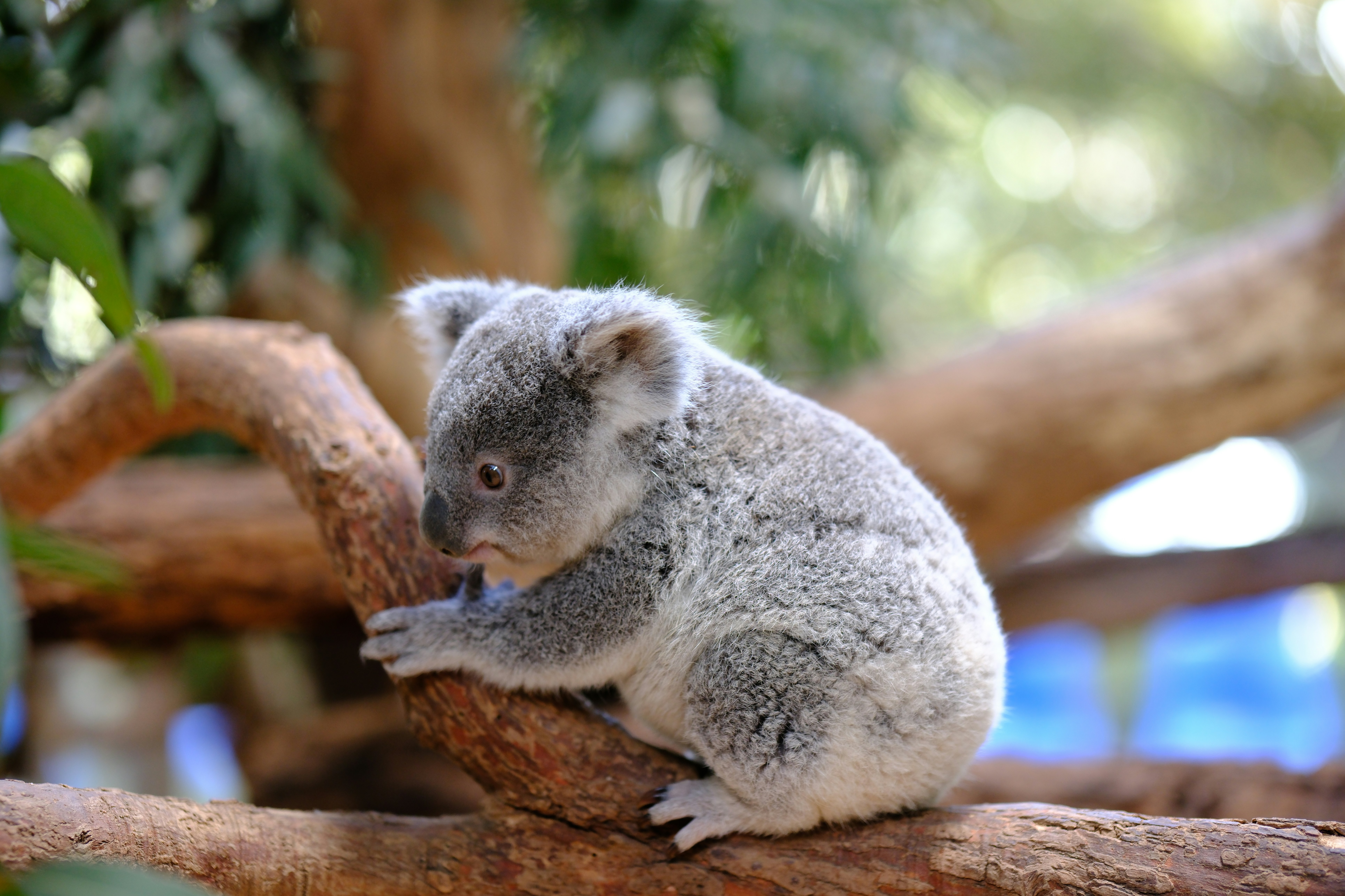 A koala sitting on a branch in a tree, 