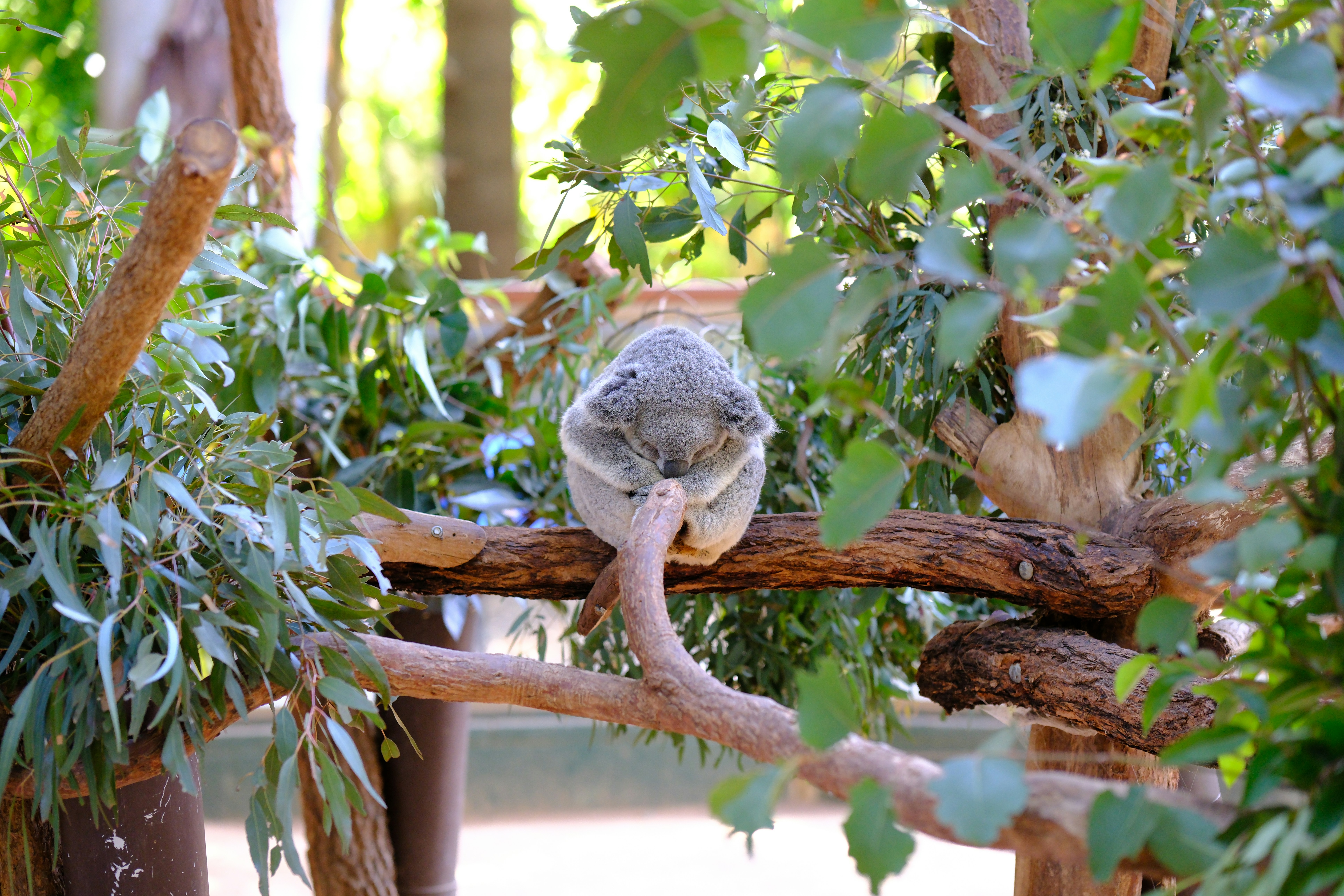 A koala sleeping on a branch in a tree