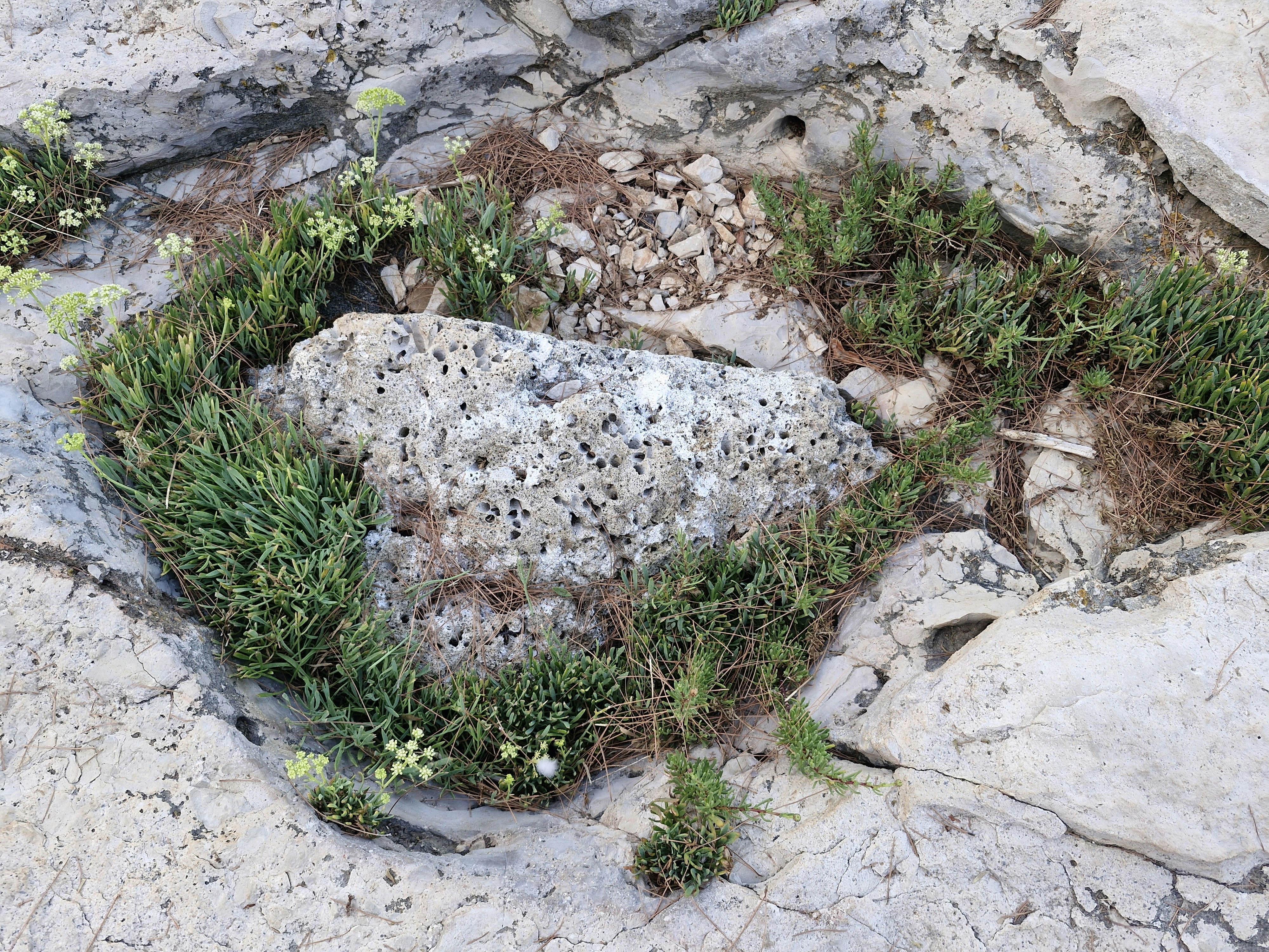 A rock with a plant growing out of it