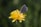 A small blue butterfly sitting on a yellow flower