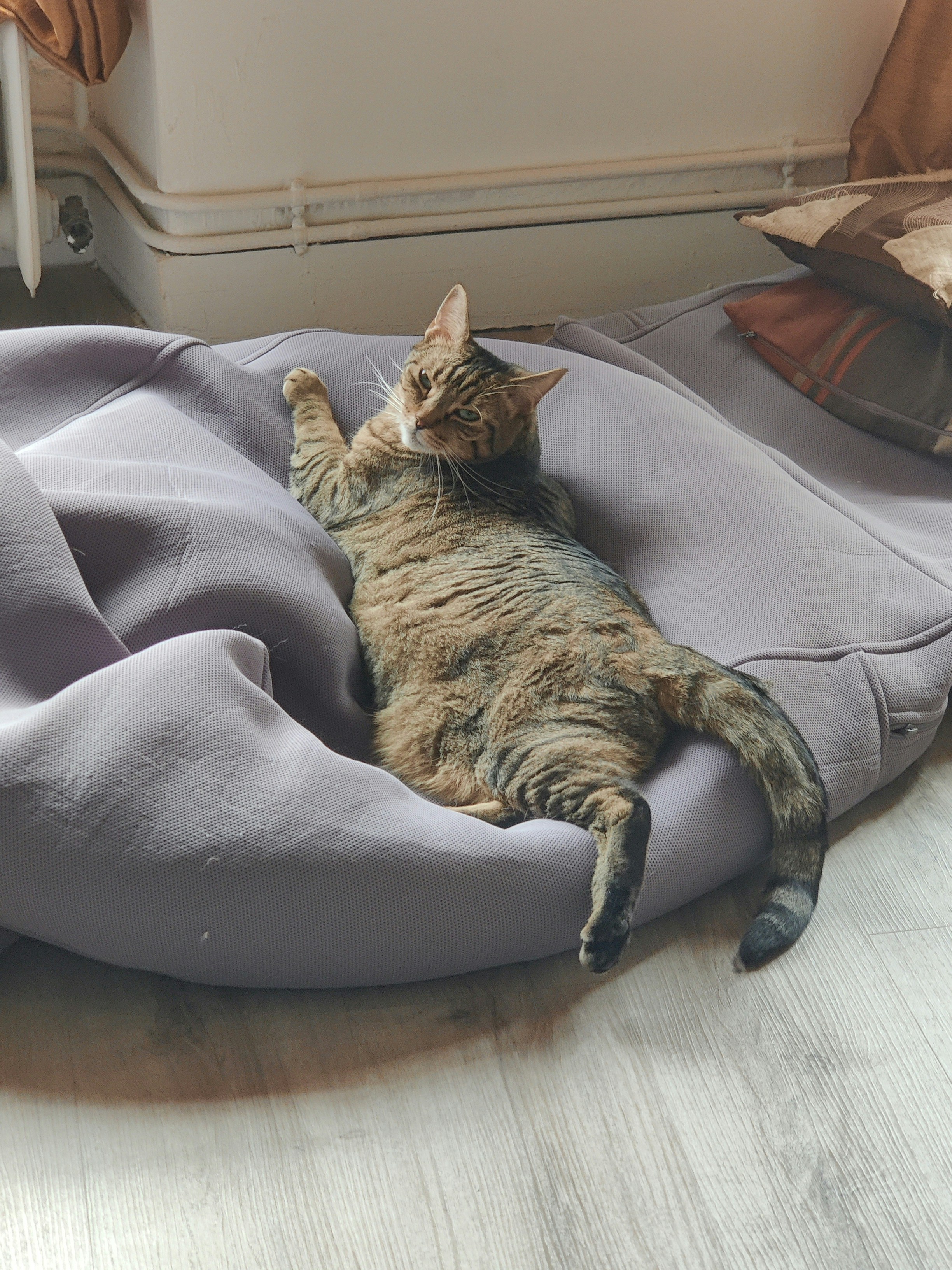 Embracing the Quirks of Your Sleepy Cat (image credits: unsplash)