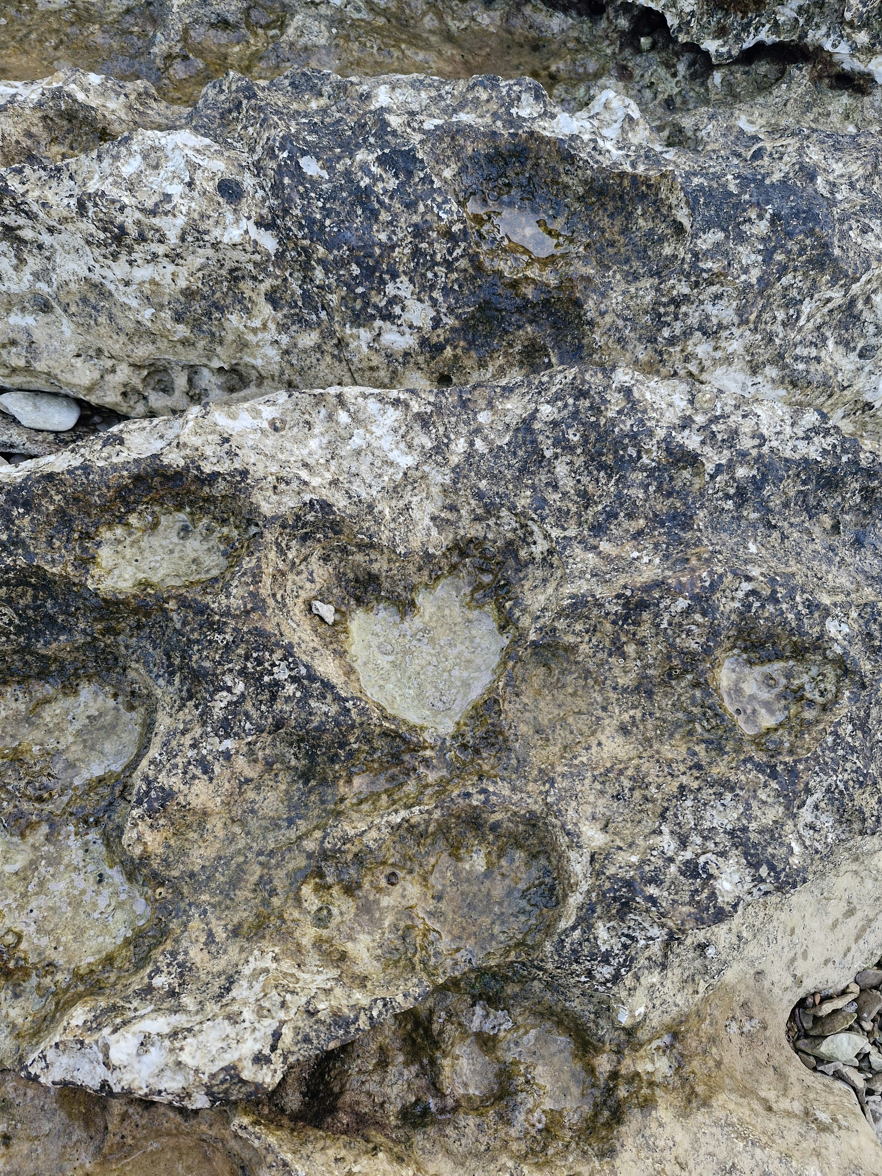 Un primo piano di una roccia con un uccello su di essa