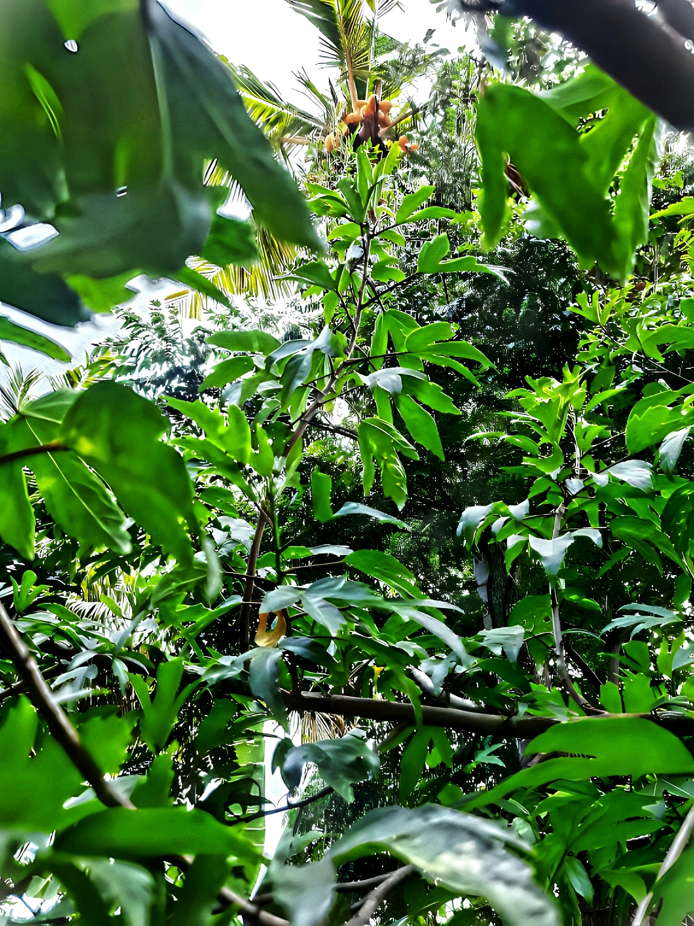 Photo by cayal_sutha