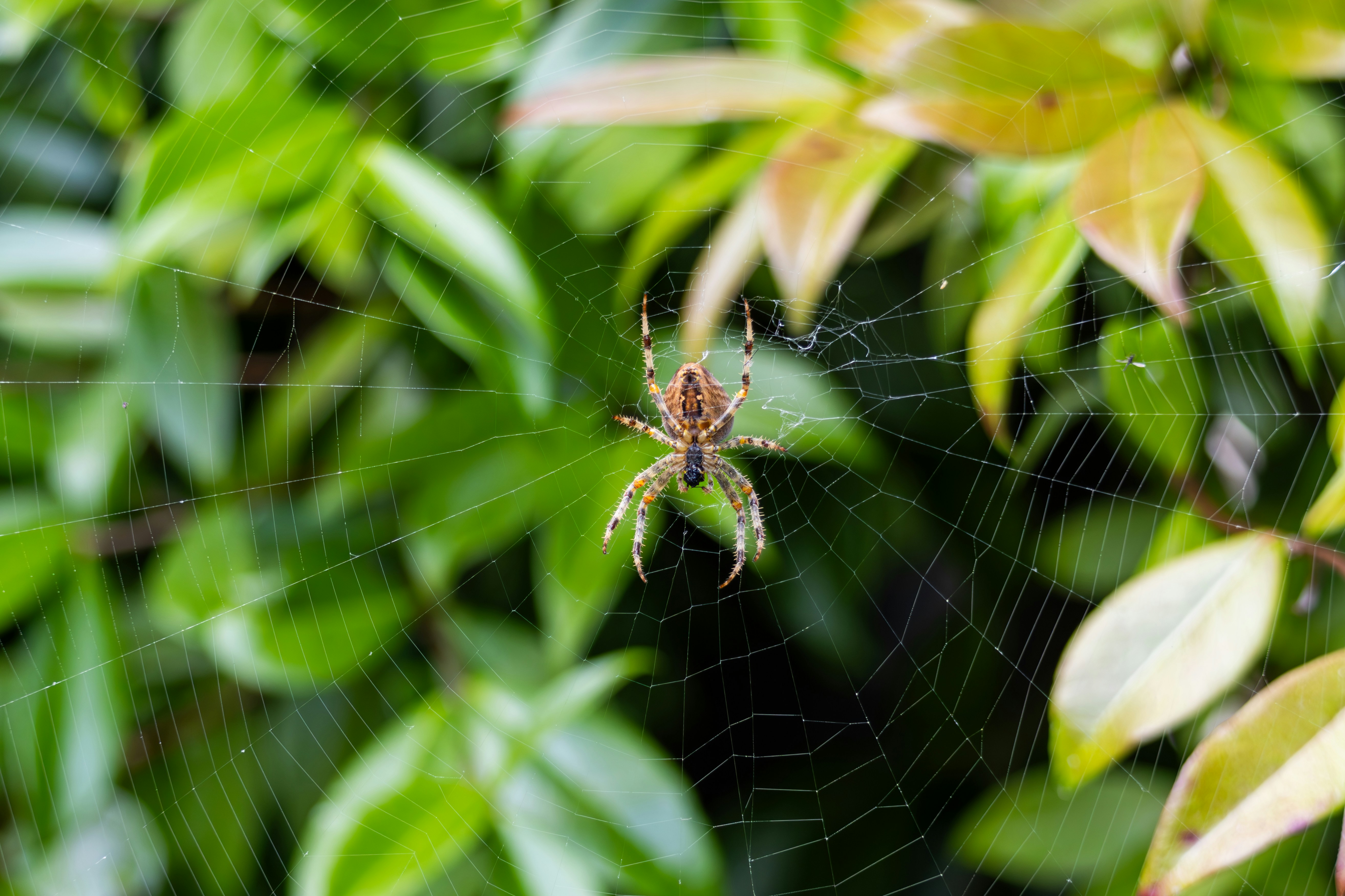 Afbeelding van Almere