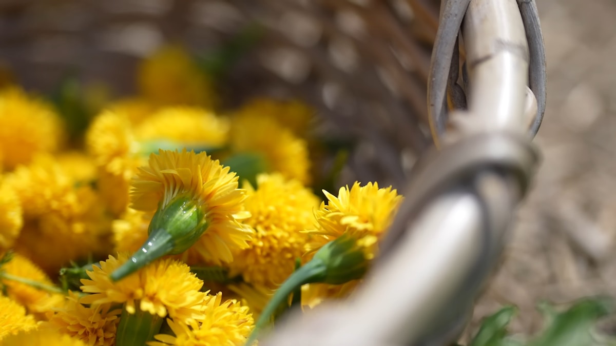 Can You Really Bake Delicious Cookies With Dandelions