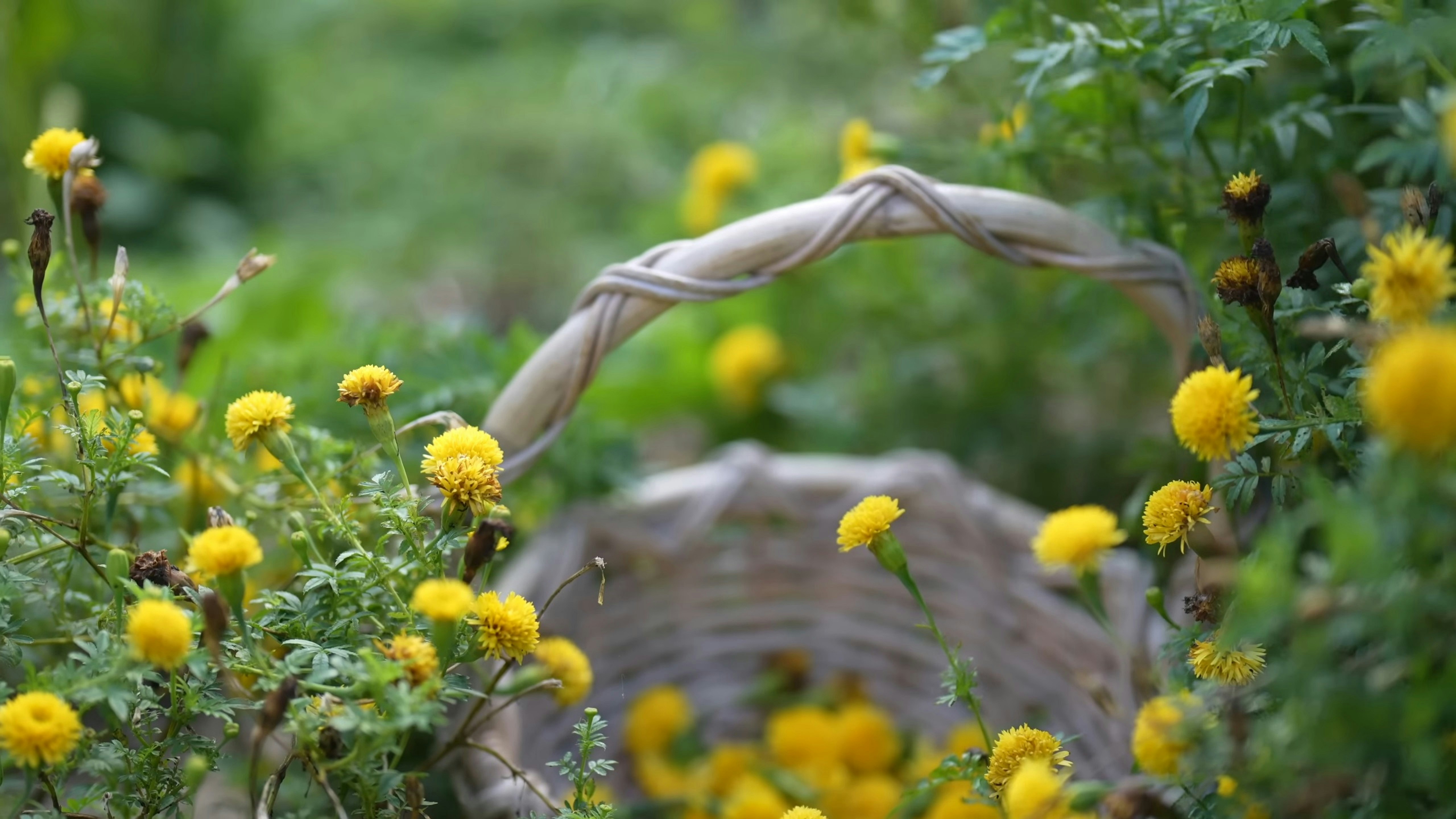 Jämtland basket krossar motståndet – finalen är fortfarande inom räckhåll!