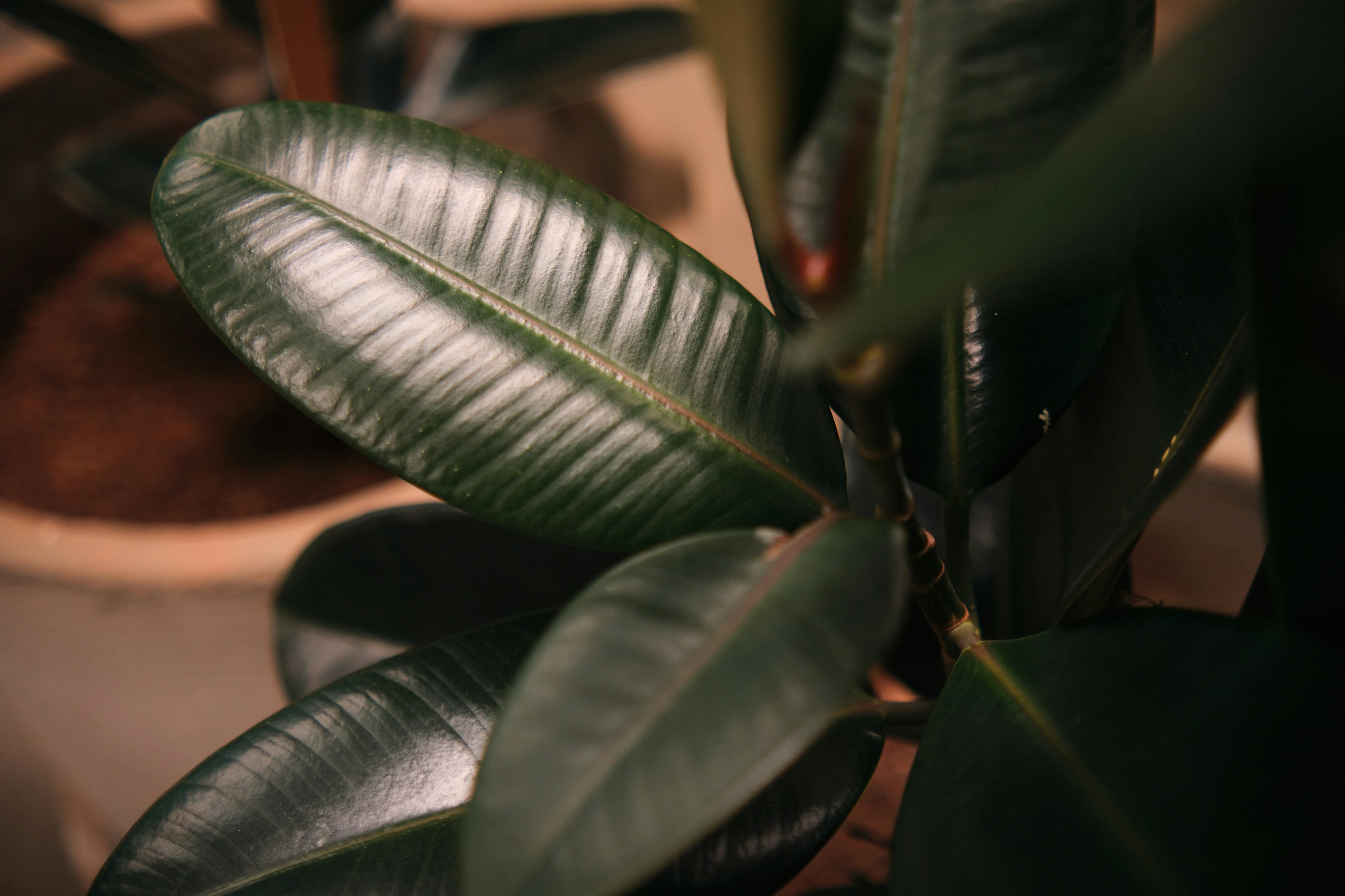 A close up of a plant with green leaves