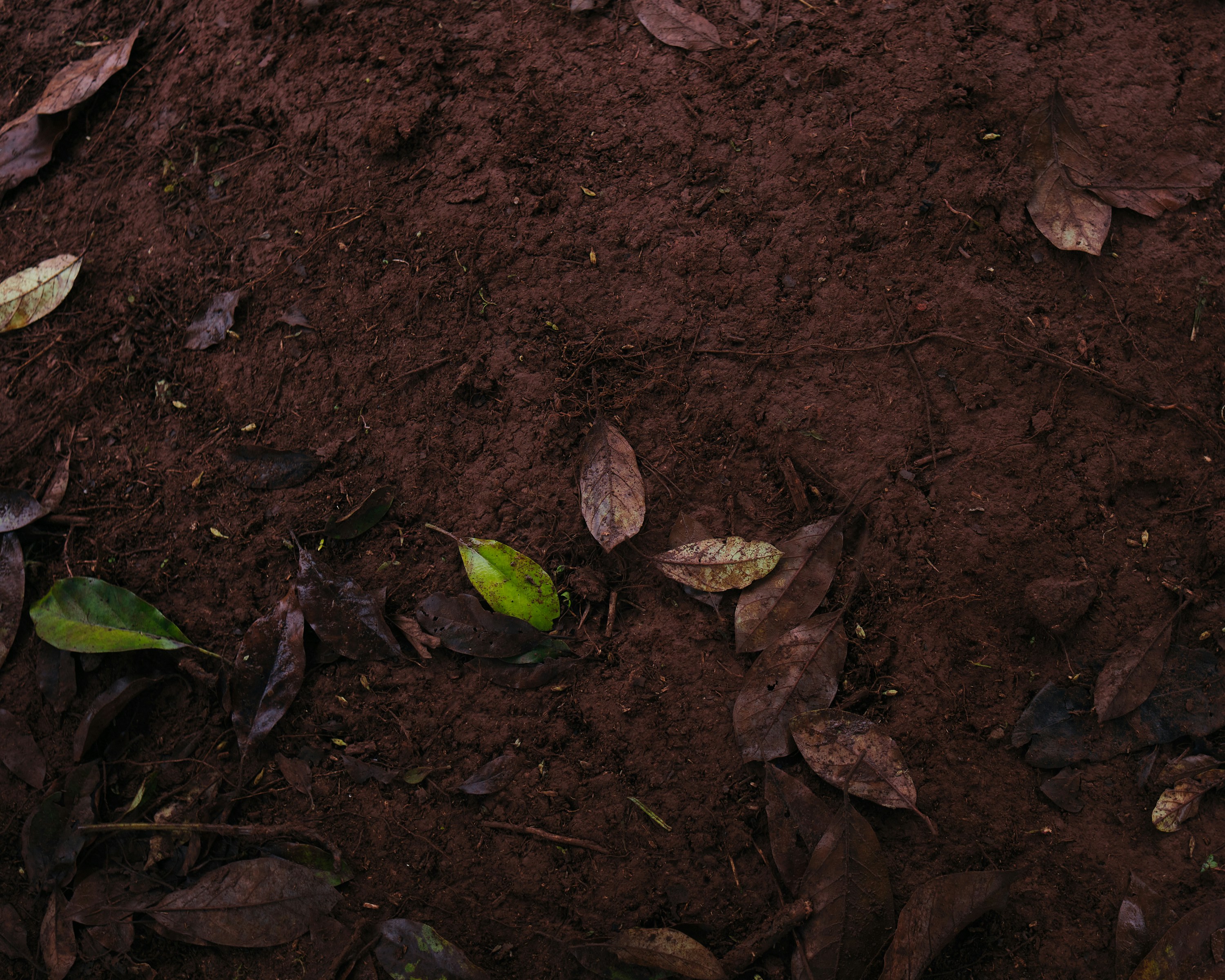A red fire hydrant sitting on top of a dirt field