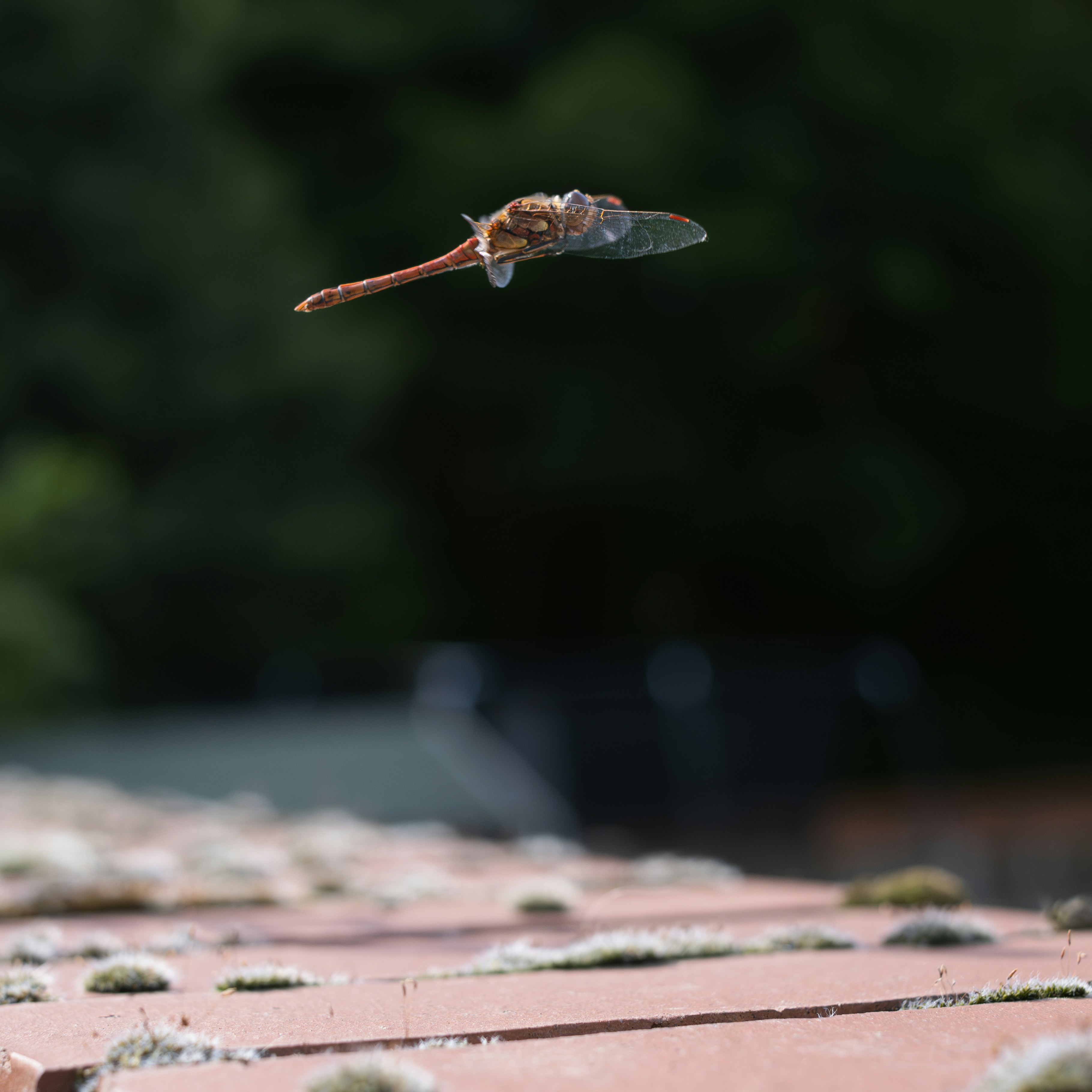 A bird flying through the air over a brick wall
