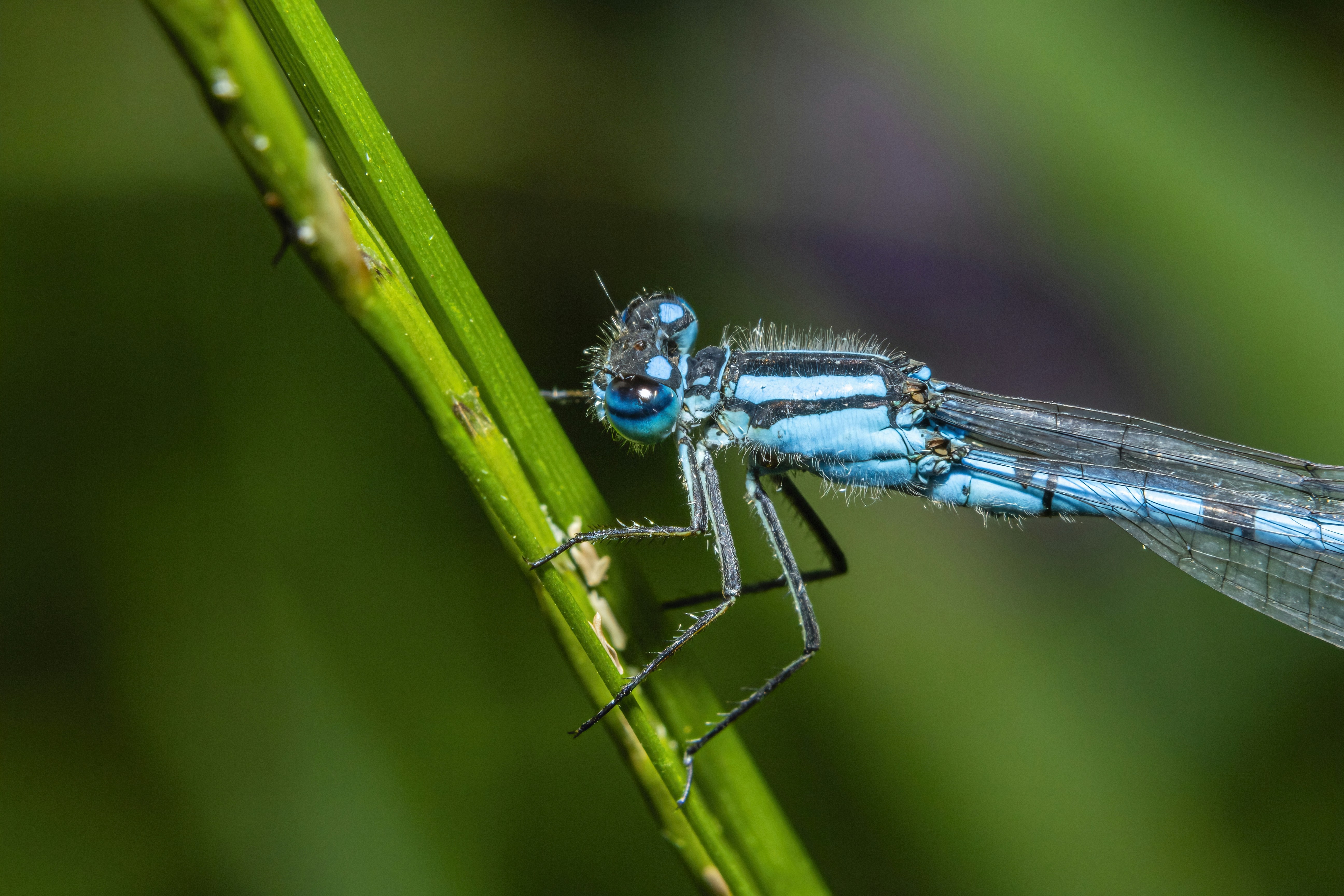A close up of a blue dragonfly on a plant