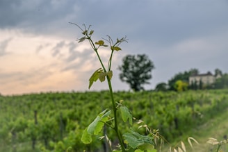 A green plant in a field with a house in the background