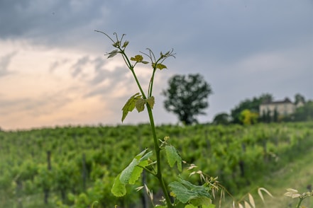 A green plant in a field with a house in the background