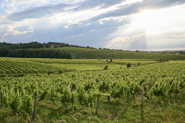 A lush green field under a cloudy blue sky