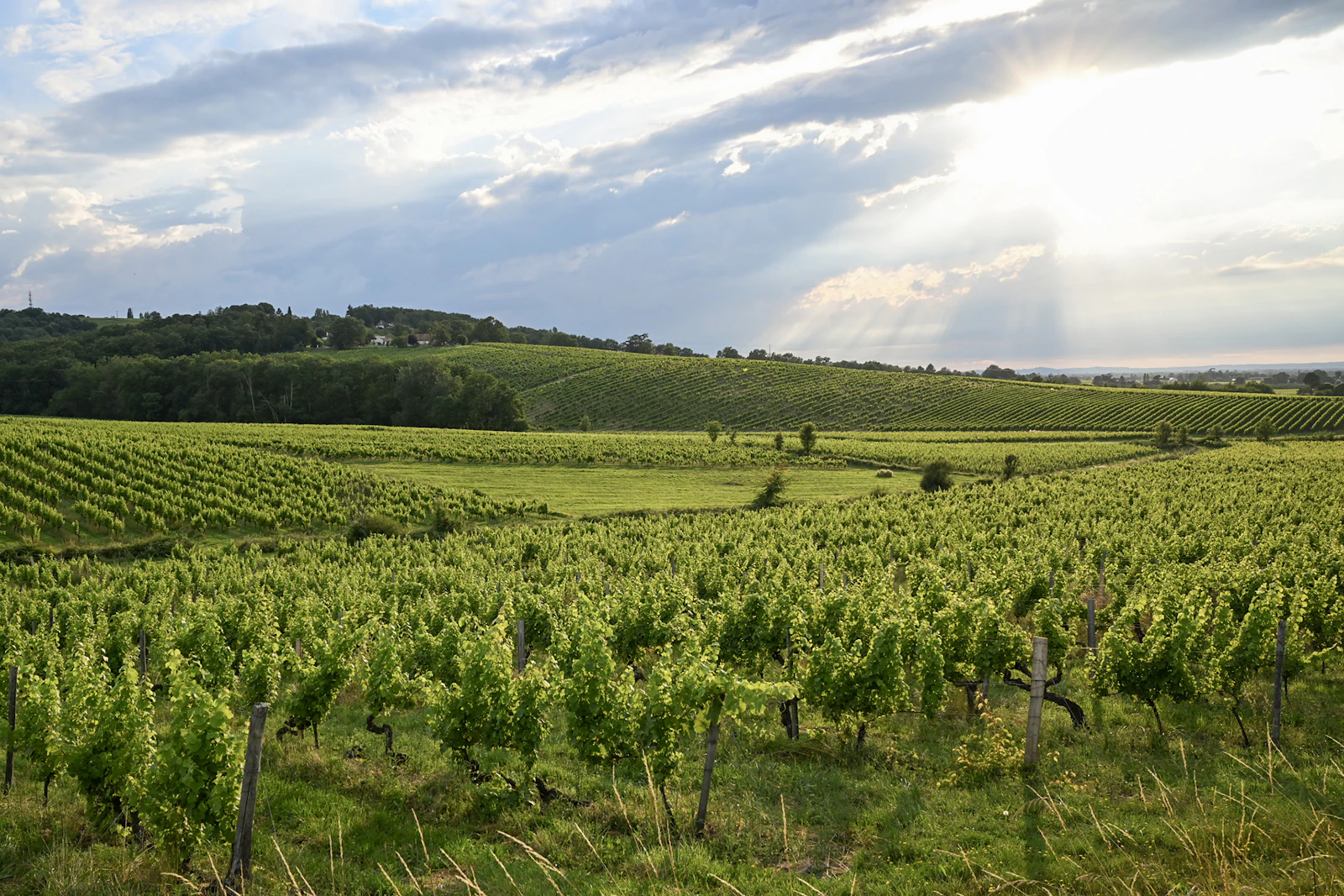 Vignoble — Sud-Ouest viticole